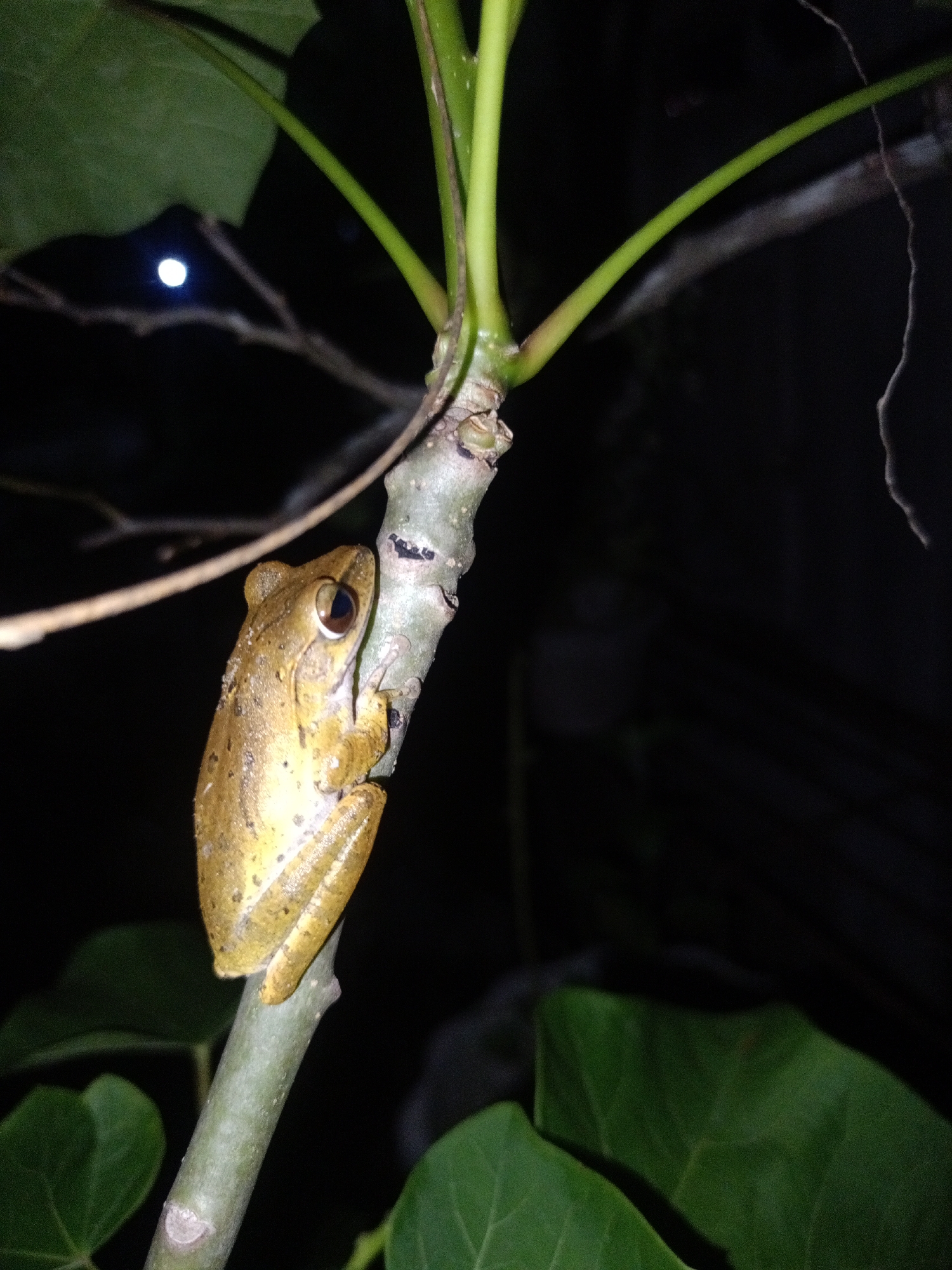 A frog clings to a tree branch in Buketteukuh, Indonesia. The frog is light brown with visible eyes. The branch is light green, with dark green leaves visible in the foreground and background. The background is dark, with a small bright light source visible in the upper left. The scene appears to be at night.