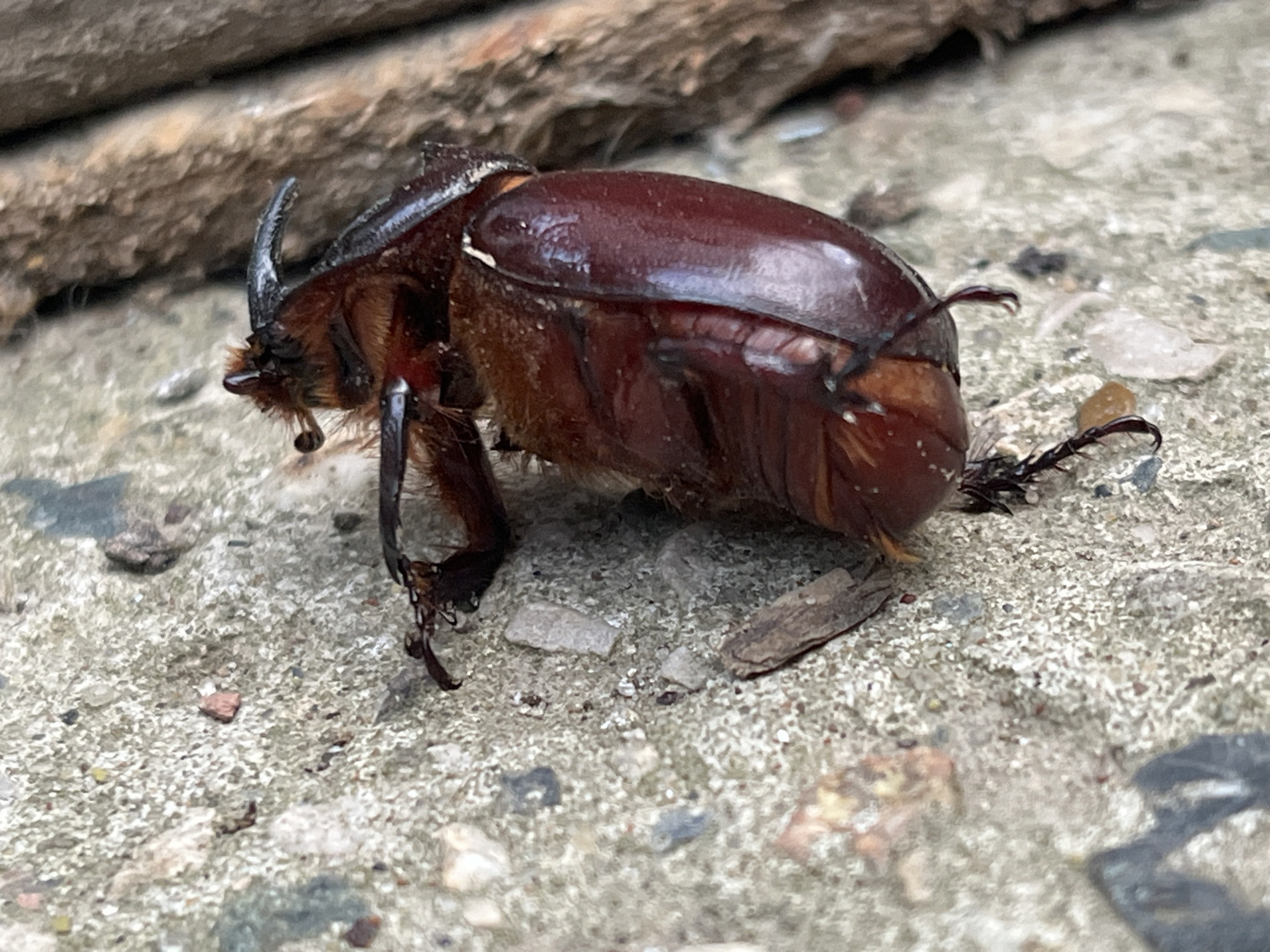 A close-up, eye-level, outdoor shot shows a European rhinoceros beetle, *Oryctes nasicornis*, positioned on a textured, grey, concrete-like surface. The beetle is a deep, reddish-brown and exhibits its characteristic horn extending from its head. Its antennae are visible, as are its legs, some of which appear to be grasping the gritty surface. The beetle's elytra are shiny and prominent.
In the background, slightly out of focus, is a rough, wooden object, possibly a log or a piece of driftwood, running horizontally across the top of the frame. The lighting suggests it is daytime, with diffused light, possibly indicating overcast weather or shade. The overall setting appears to be a natural or semi-natural outdoor environment, perhaps a garden or a wooded area, given the presence of the beetle and the natural elements. There is no visible text in the image. The image is static, with no discernible activity or event taking place beyond the beetle's presence.