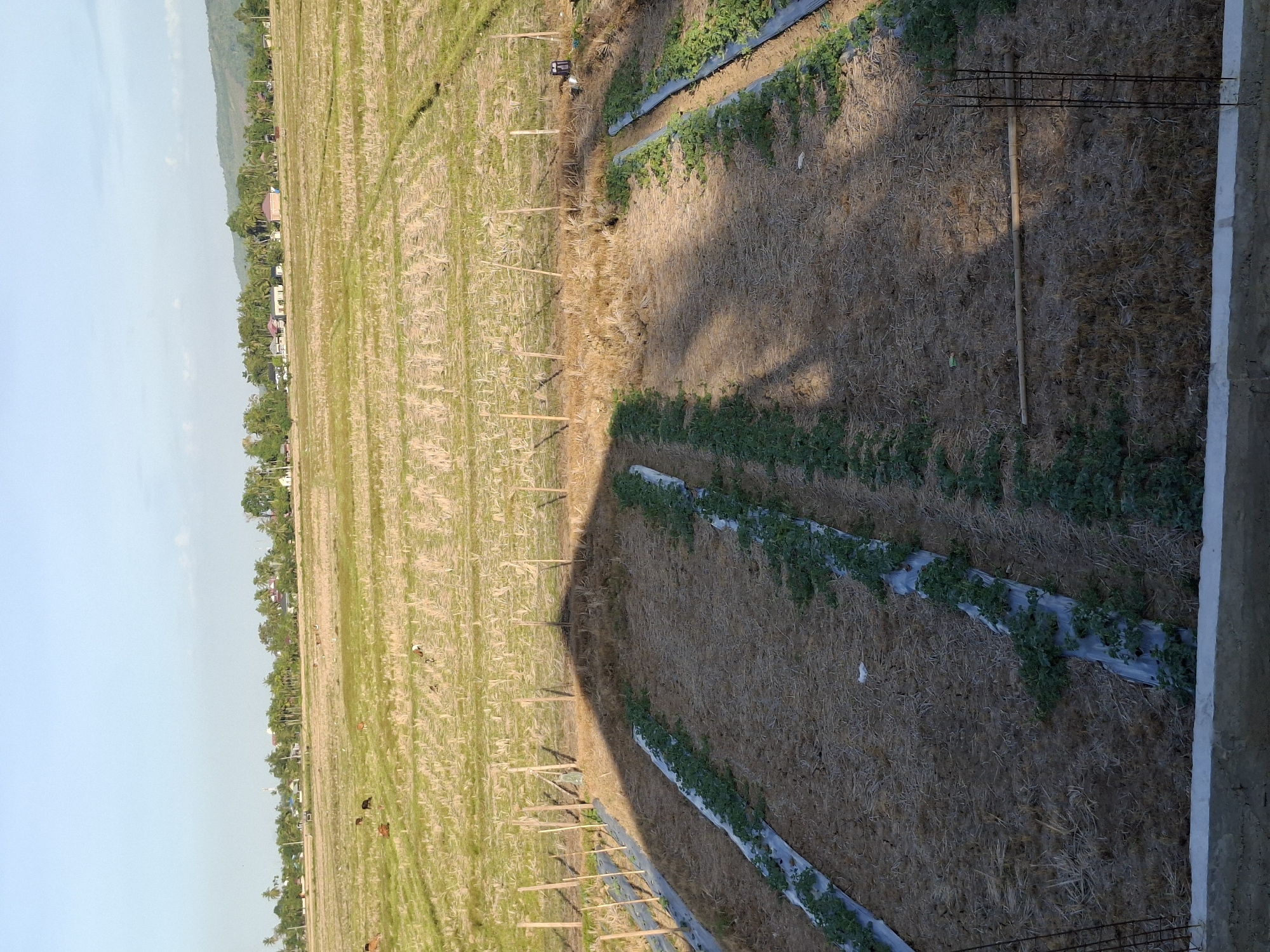 This image depicts a rural landscape in Gronggrong, Indonesia, likely a farm or agricultural area. In the foreground, rows of young green plants are visible, growing in raised beds covered with plastic mulch. These beds are laid out in parallel lines, suggesting organized cultivation. Behind these young plants, the ground is covered with dry straw or stubble, remnants of a previous harvest. Wooden poles are planted in rows, possibly to support future plant growth or as part of a fence.
In the mid-ground, a vast expanse of harvested fields stretches out. These fields are mostly covered with stubble, indicating that crops have recently been removed. Several cows are scattered across these fields, grazing or resting. In the distance, a line of trees and buildings forms the edge of a settlement, with the characteristic tropical foliage of palm trees being prominent. The sky above is clear and blue, with a hint of haze. The overall scene suggests a working agricultural landscape during a dry season or after a harvest, with evidence of both cultivation and animal husbandry. The lighting indicates it is likely morning or late afternoon due to the long shadows cast by the structures.