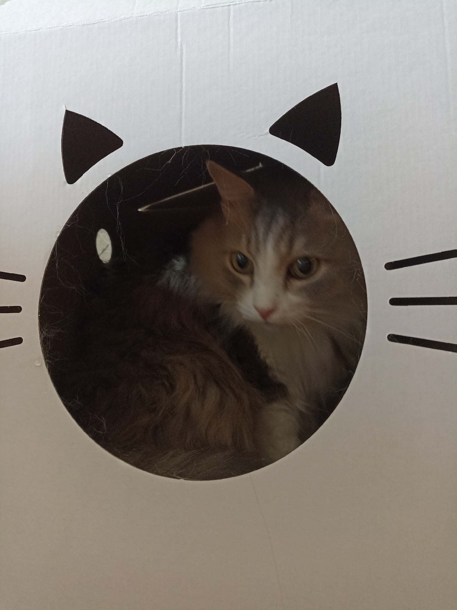 A long-haired cat with brown and white fur is peeking out of a circular opening in a white cardboard box. The box is designed to resemble a cat's face, with black triangular ears on top and black whiskers drawn on the sides. The cat is looking towards the right side of the frame, with its eyes wide open. The background is a plain white surface. The image does not provide any information about its location in Novosibirsk, Russia.