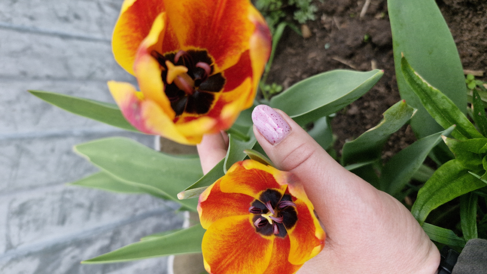 The image shows a close-up view of two orange and yellow tulips with a hand holding one of them. The tulips have a dark black center and green leaves. The hand has a pink nail polish with glitter. The background includes a mix of soil, green plants, and a gray, textured surface resembling stone or concrete tiles. The photo appears to be taken outdoors in a garden or yard, but there is no specific information to indicate the location in Otchor, Russia.