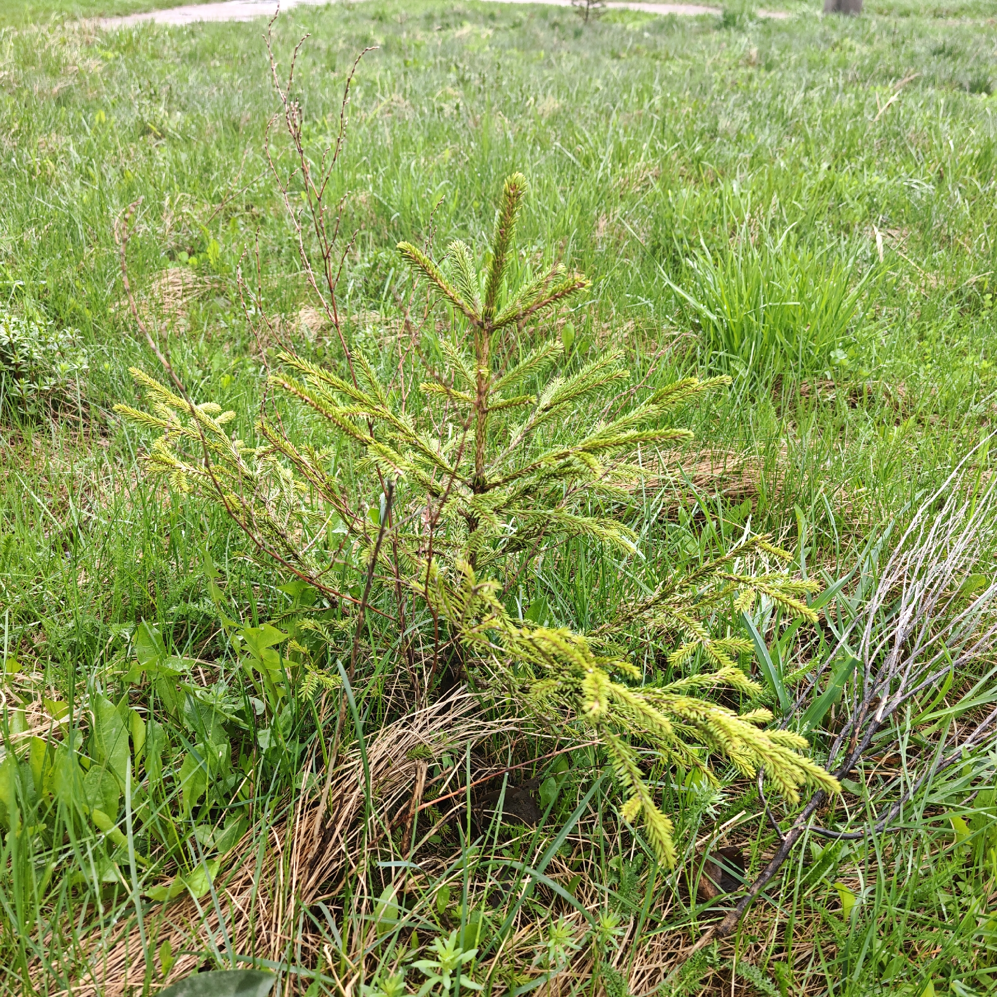 The image presents an outdoor scene centered around a small, vibrant conifer tree, likely a spruce or fir, displaying bright green needles characteristic of new growth. The young tree occupies the middle ground, its branches spreading outwards into the surrounding vegetation.
The ground is predominantly covered by lush green grass, intermingled with areas of dried, brownish grass and various broad-leafed weeds. To the left and right of the main conifer, thin, bare branches are visible; some are upright with nascent buds, while others, particularly a noticeably lighter, almost greyish branch on the right, lie horizontally on the grass.
In the softly blurred background, more green grass extends, with a faint, light-colored pathway or road visible towards the top of the frame. The lighting suggests natural daylight, likely late morning or early afternoon, given the even illumination and lack of strong shadows. The weather appears clear or partly cloudy, contributing to the fresh appearance of the foliage. The scene depicts a natural, possibly unmanaged green space, consistent with a field or park edge in Rostov, Russia. No human presence or text is discernible.