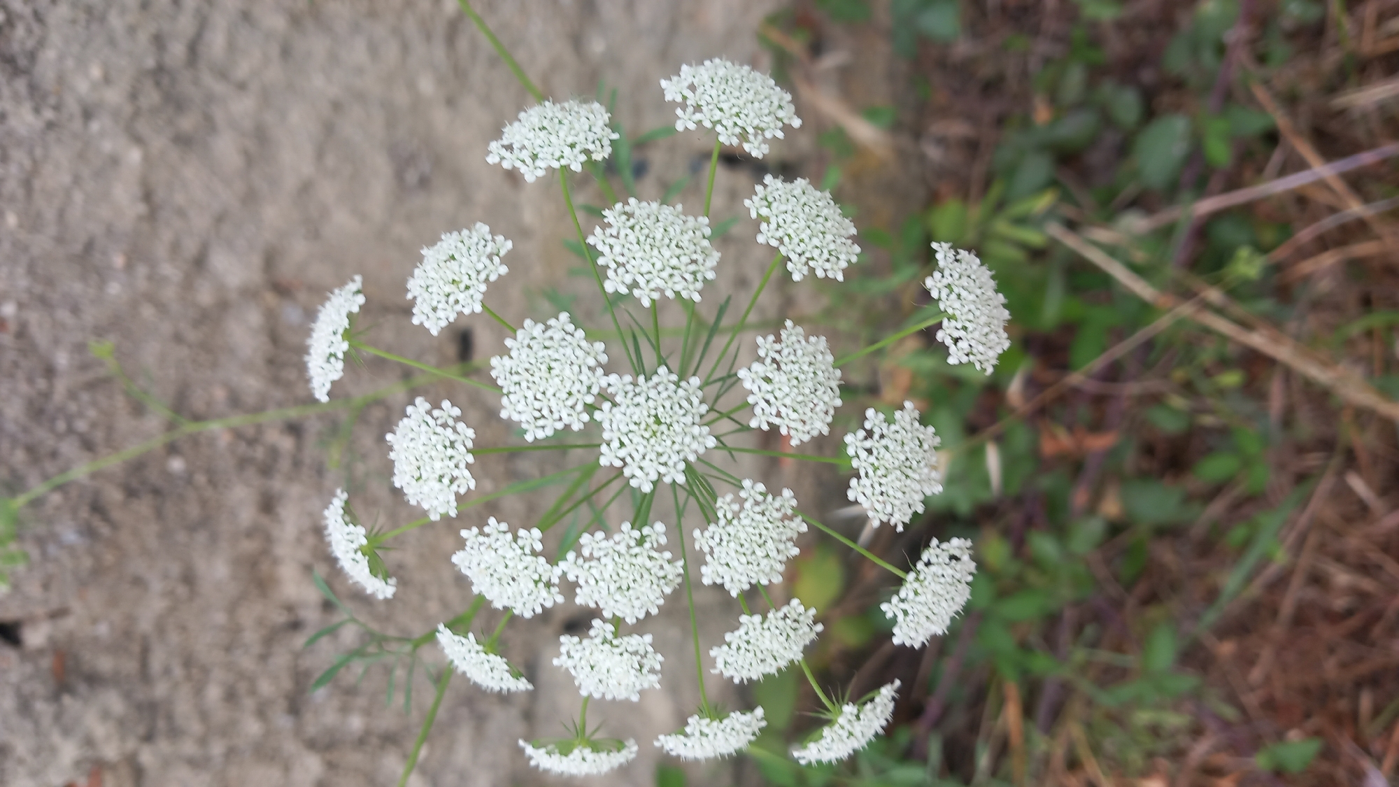 A close-up, top-down shot features a cluster of delicate white flowers, likely Queen Anne's Lace, against a blurred background of a rough, light-colored wall and green foliage. The flowers are arranged in a circular, umbel-shaped formation, with each individual flower composed of many tiny white petals. The overall lighting is soft, highlighting the intricate details of the blossoms and the subtle textures of the surrounding elements. The location is described as Unknown, Unknown.