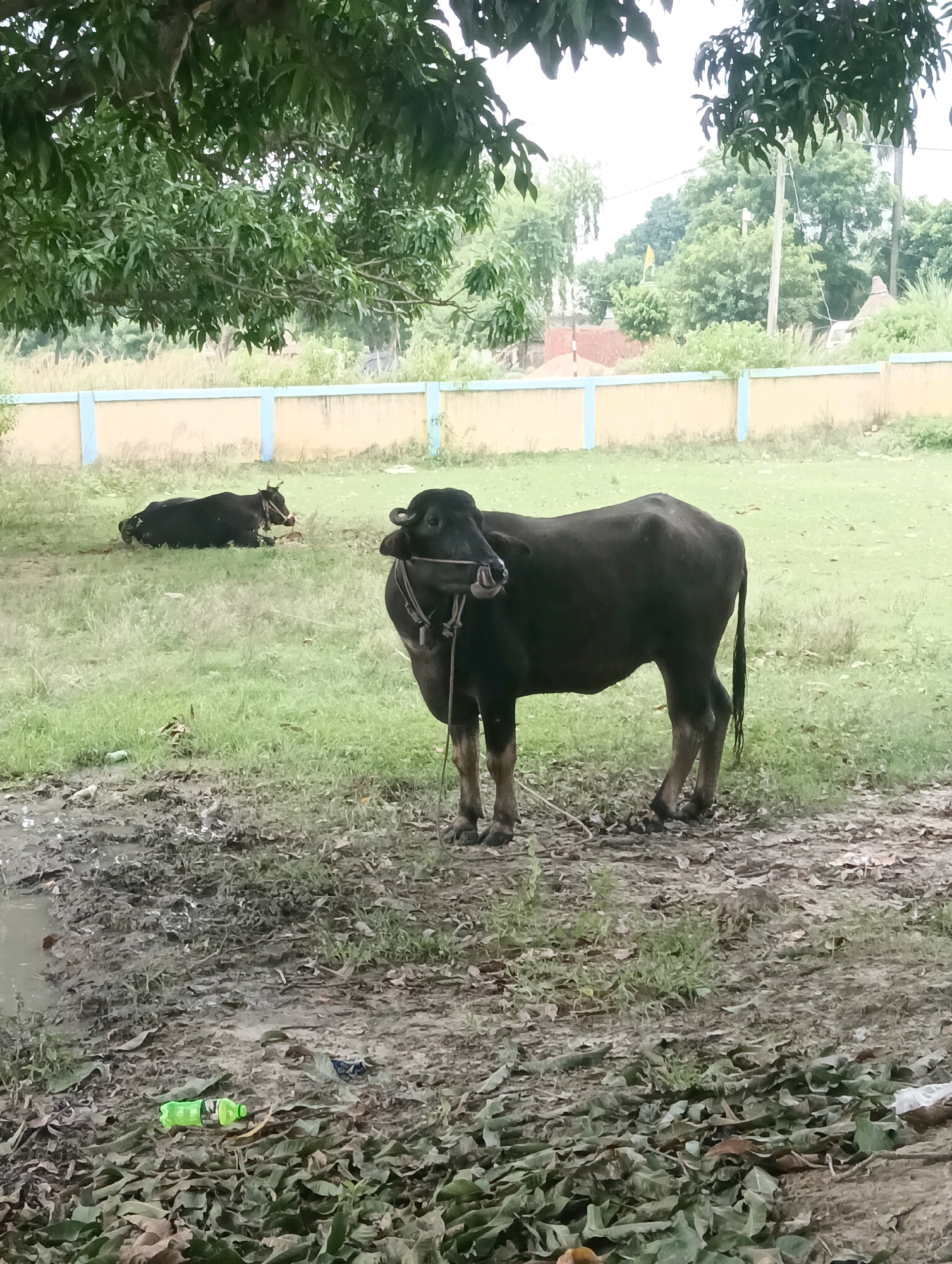 In Tilkar, India, a dark-colored water buffalo stands in a grassy area next to a muddy patch of ground with fallen leaves. The buffalo is tethered by a rope around its neck and appears to be licking its lips. In the background, another black water buffalo is lying down in the grass. A low wall with blue trim runs horizontally across the middle ground. Trees with green foliage are visible in the foreground and background, with the sky visible above. A green plastic bottle and other debris are scattered on the muddy ground in the foreground.