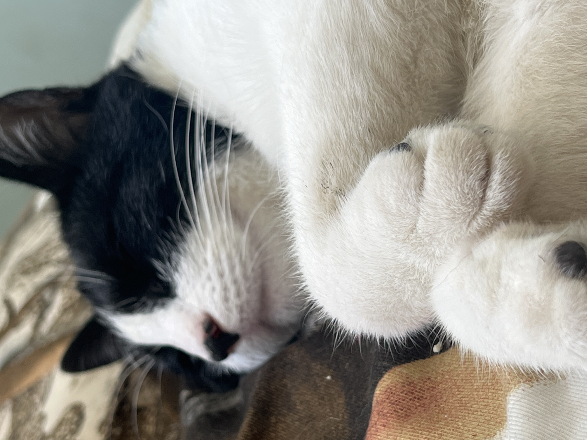 A close-up, head-and-shoulders shot of a black and white cat is captured in soft focus. The cat is sleeping, with its eyes closed and its face turned to the left. Its white fur is fluffy, and its paws are tucked close to its body. The cat's nose is pink, and its whiskers are long and white. The background is a blurry brown and white patterned blanket.