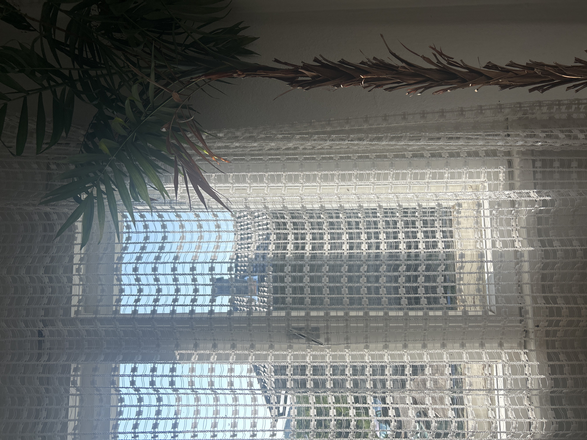 The image depicts an indoor scene with a window covered by a white lace curtain. Through the curtain, a residential building with a tiled roof is visible, along with trees and a blue sky. A palm plant is positioned to the right of the window, partially obscuring the view and casting a shadow. The scene appears to be in Martinovo, Bulgaria.
