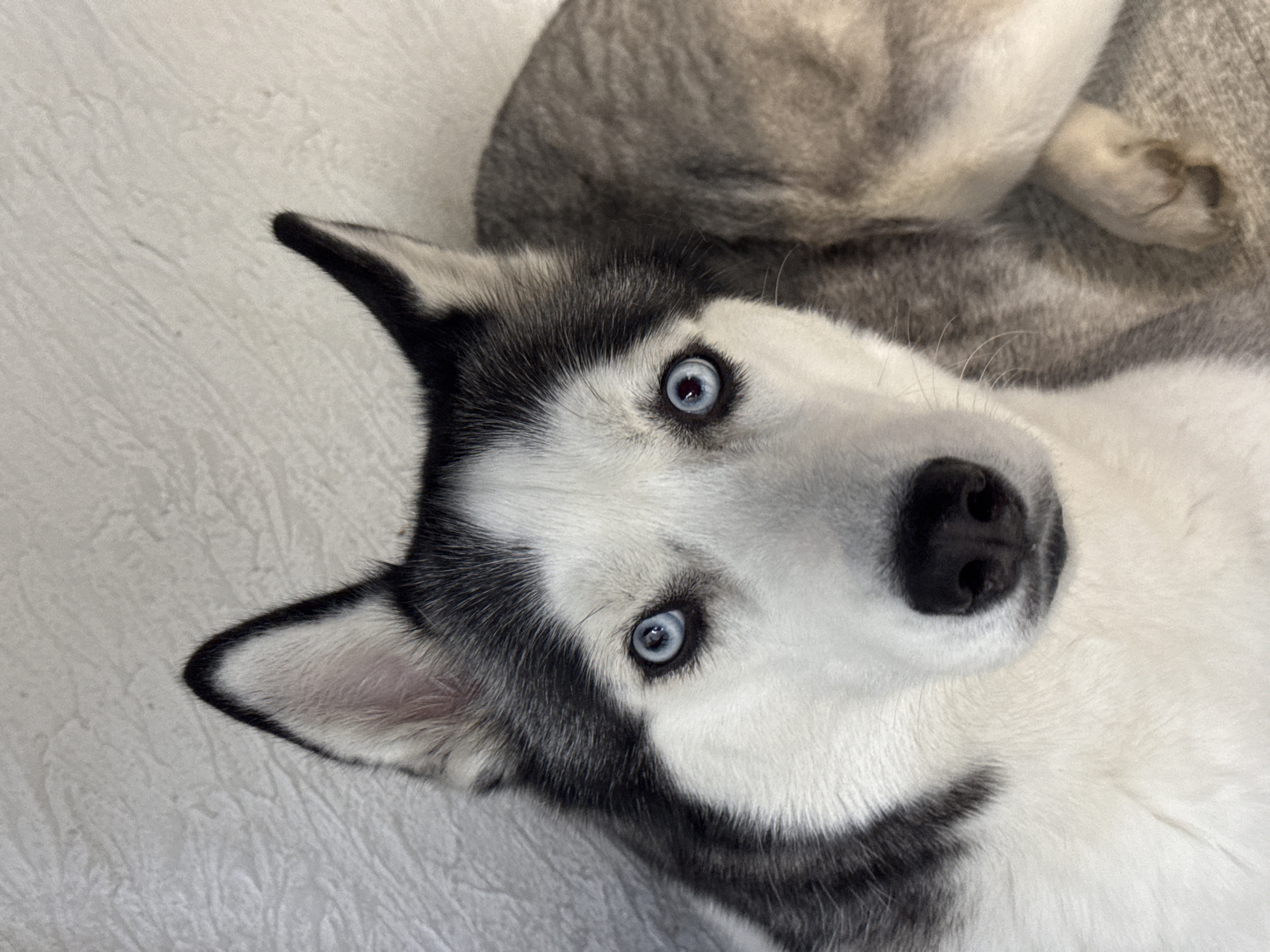 The image captures a close-up portrait of a Siberian Husky dog with striking bright blue eyes, looking directly at the viewer. The dog is lying down, with its head slightly tilted, and its body partially visible in the upper right background. It features the characteristic black and white fur pattern of a husky: a black mask around its eyes, a white muzzle and forehead blaze, and black-tipped ears that are erect. Its nose is black and wet-looking.
The dog's fur appears thick and soft, with visible textures. The partially visible body fur in the background is a mix of grey and white. The background surface is a light, textured material, possibly a blanket, carpet, or bedding, which provides a soft and simple setting.
The dog's expression is calm, curious, and attentive. There are no other subjects, objects, or activities explicitly taking place other than the dog resting and observing. No specific time of day, weather, or discernible outdoor location cues are visible; the setting appears to be indoors. There is no visible text in the image.