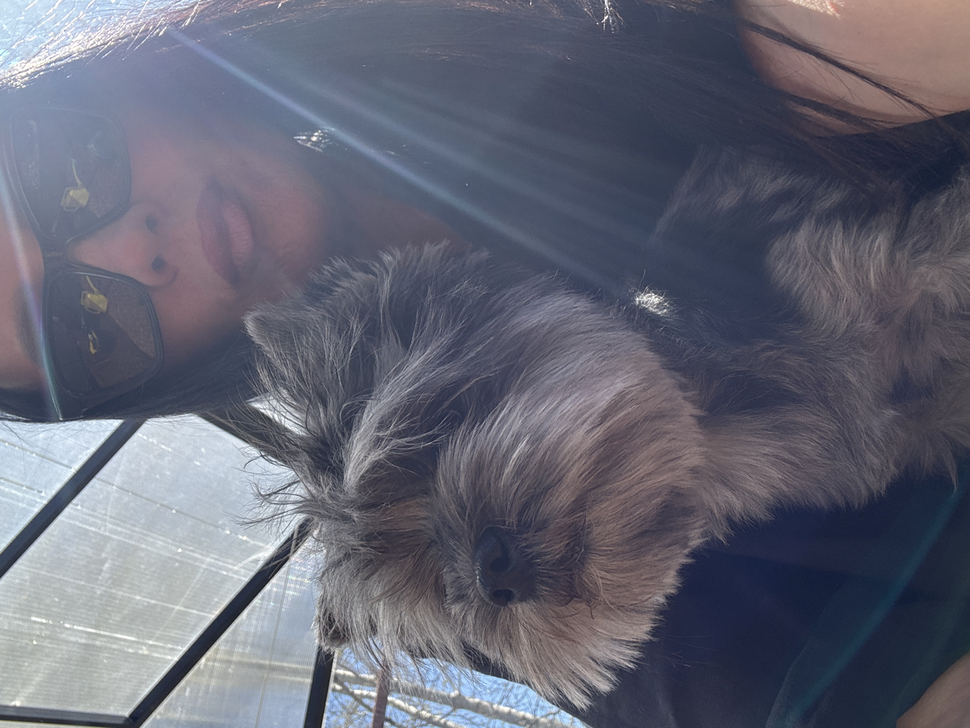 The image shows a selfie taken from a low angle. A woman with dark hair and sunglasses is positioned on the left side of the frame. Her face is partially obscured by the bright sunlight. She is holding a gray, fluffy dog close to her face. The dog's face is prominently visible, with its nose and fur taking up a significant portion of the image. In the background, a translucent structure with a black frame can be seen. Through the translucent material, branches of trees and a glimpse of a blue sky are visible.
The city of Chaikovsky, Russia is not definitively identified in the image. Therefore it is uncertain that the photo was taken in this city.
