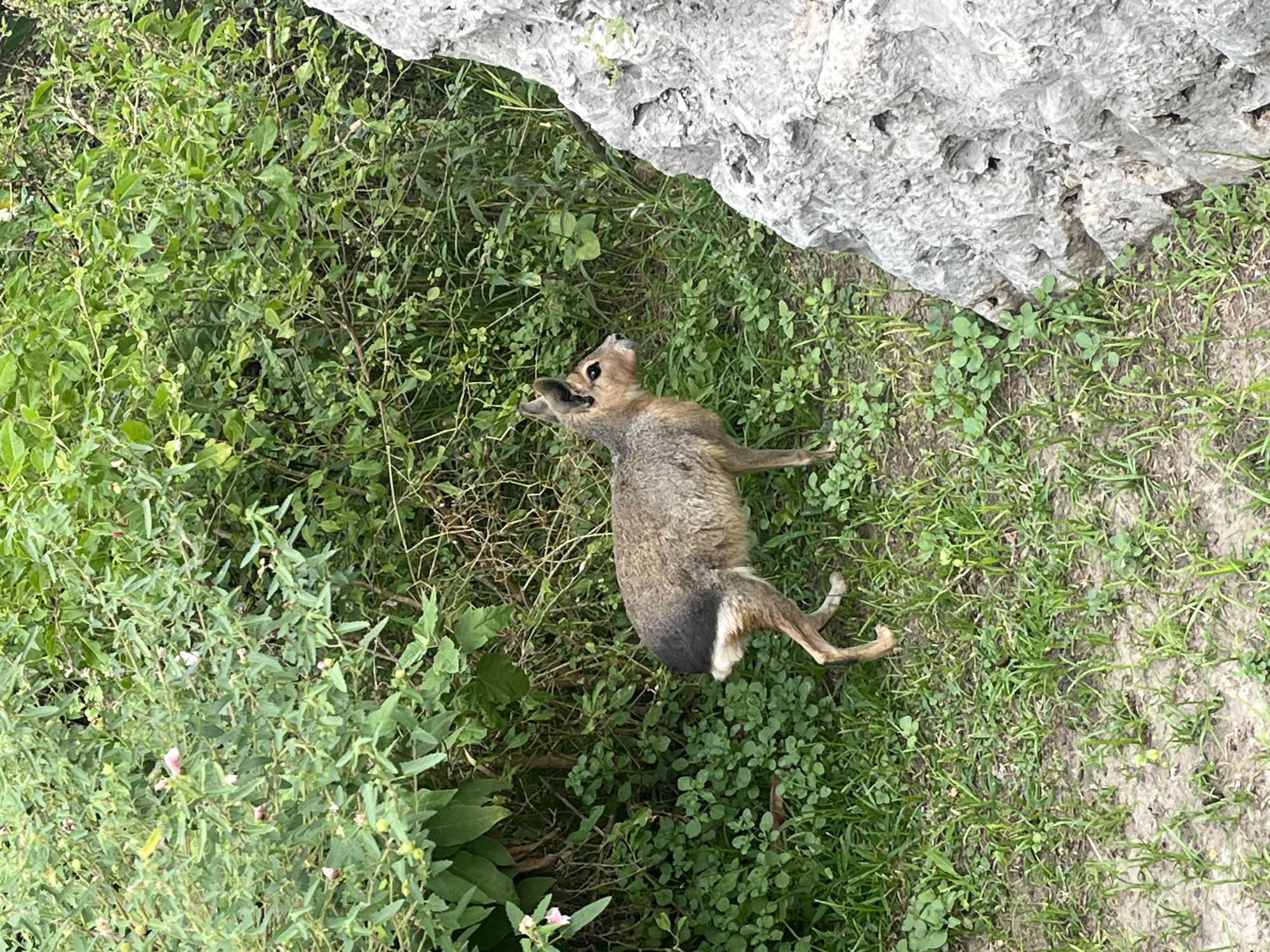 A Patagonian mara (Dolichotis patagonum) stands in a naturalistic outdoor enclosure, consistent with the environment found at the Ecoparque Interactivo de Buenos Aires, located in the Palermo neighborhood of Buenos Aires, Argentina. The animal is positioned center-left, facing right with its head slightly elevated. Its fur is primarily grayish-brown and reddish-brown, with a distinct dark, almost black, patch covering its rump and a band of white fur on its lower hindquarters. Prominent, erect ears and dark eyes are visible. The mara is standing on sparsely vegetated ground, consisting of short green grass and small clover-like plants interspersed with areas of exposed soil. A large, heavily textured light gray rock formation with visible pockmarks occupies the right third of the frame, extending from the bottom to the upper edge. The background is composed of dense, verdant green foliage, appearing as a thick bush or shrubbery, with scattered small, light pink blossoms visible in the upper-left quadrant. No other animate subjects or direct interactions are observed; the mara appears stationary and alert.