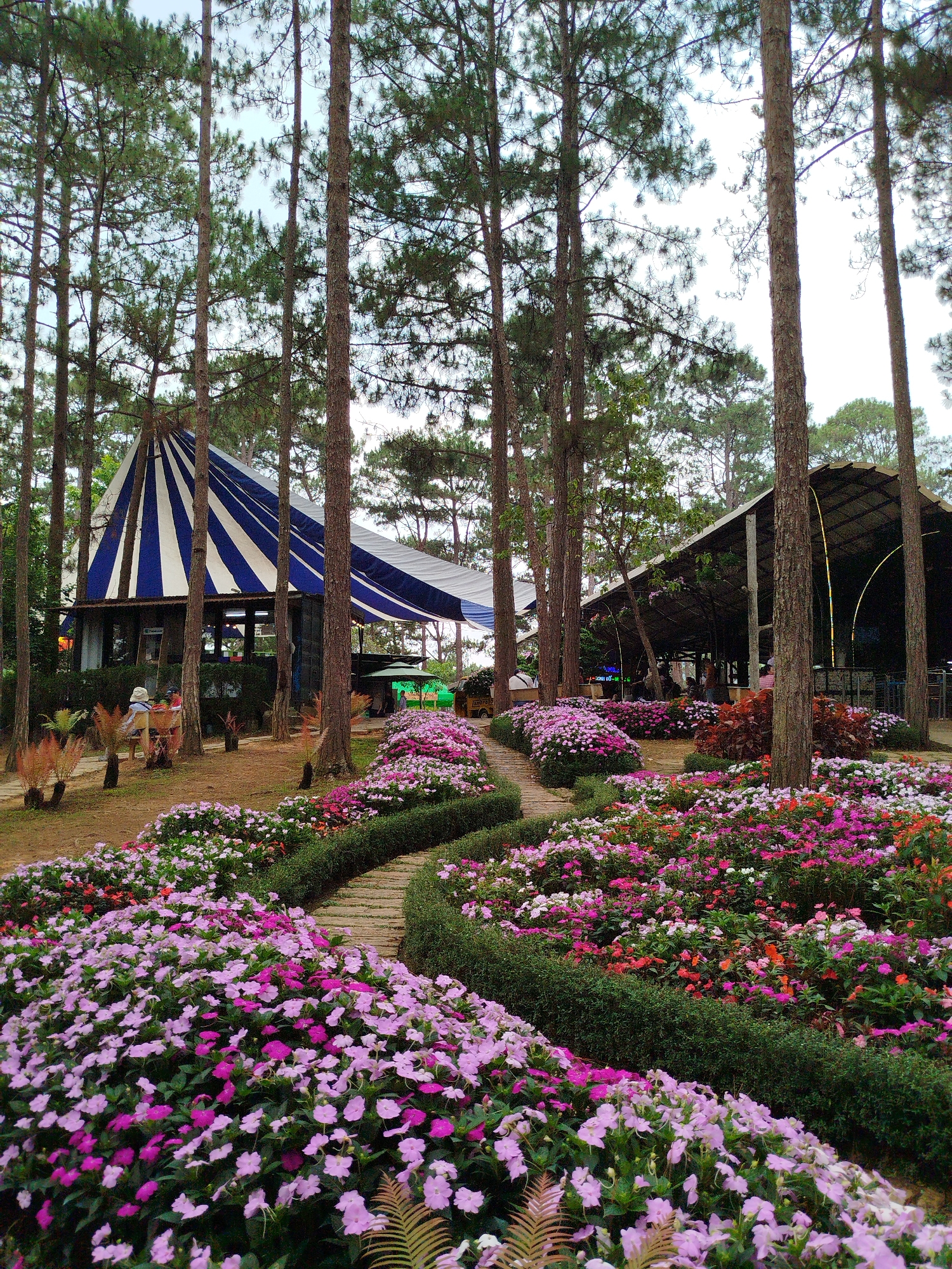 The image depicts a picturesque scene in Da Lat, Vietnam, showcasing a flower garden nestled among tall pine trees. A winding stone pathway leads through vibrant flowerbeds with pink, purple, white, and orange impatiens, separated by low green hedges. In the background, two buildings are visible: one with a distinctive blue and white striped awning, and another with a curved roof. A few people are seated near the striped building, while others are indistinct near the curved-roofed structure. The environment consists predominantly of pine trees creating a forest-like setting.