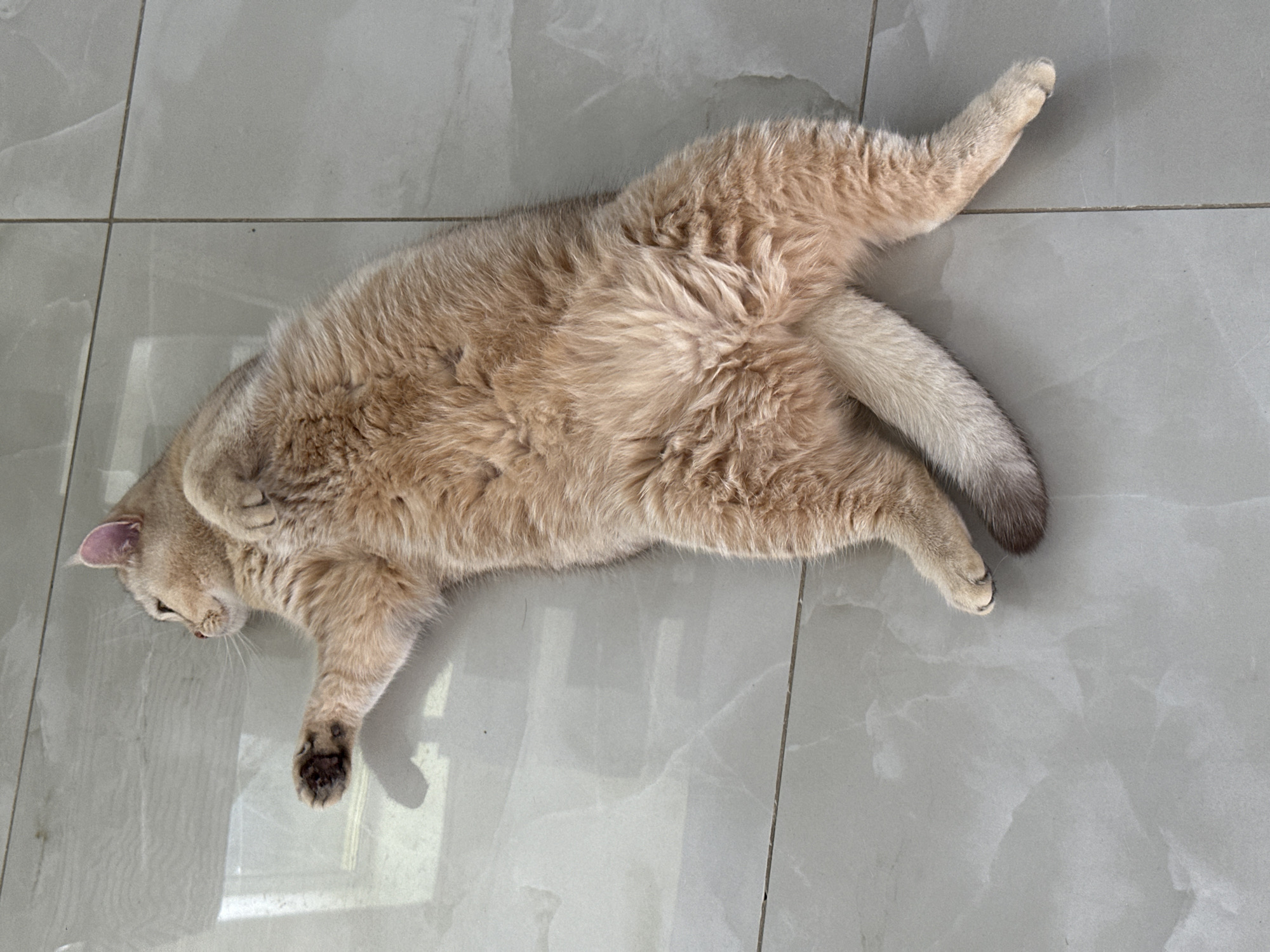 A beige, fluffy cat is lying on its back on a grey-tiled floor. Its head is turned to the left, and its paws are extended. The cat's tail curves around its body. The scene is indoors, likely a home or apartment with tile flooring. The location is Unknown, Unknown.