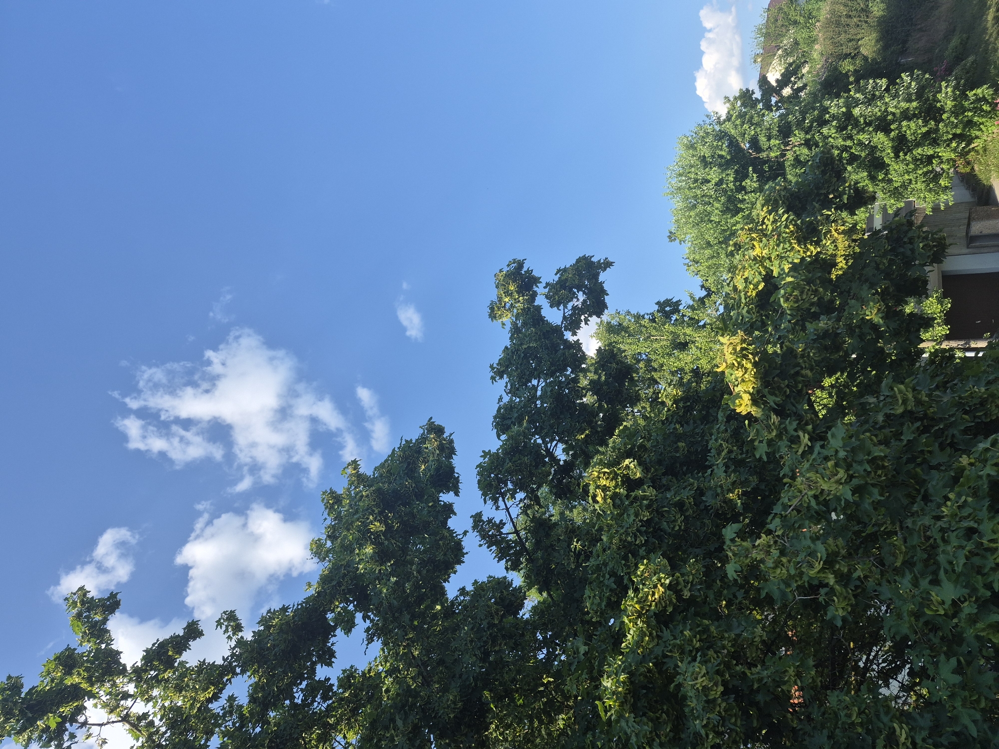 This media file depicts an outdoor scene with a focus on lush green trees and a bright blue sky. The trees are in the foreground, with their dense foliage occupying the majority of the frame. Some of the leaves exhibit a yellowish hue, suggesting a transition in season or variation within the tree types. Peeking through the leaves, glimpses of a building with brown elements can be seen.
The sky is a vibrant blue with scattered white clouds. The sunlight filtering through the leaves indicates it is daytime, likely a clear and pleasant day. The perspective is from below, looking up at the trees and sky, creating a sense of being immersed in nature. There are no people or specific objects of human creation, other than the building. The overall mood conveyed is one of tranquility and natural beauty. The scene appears to be set in a residential or park-like area where trees are prominent. There is no visible text in the image.
