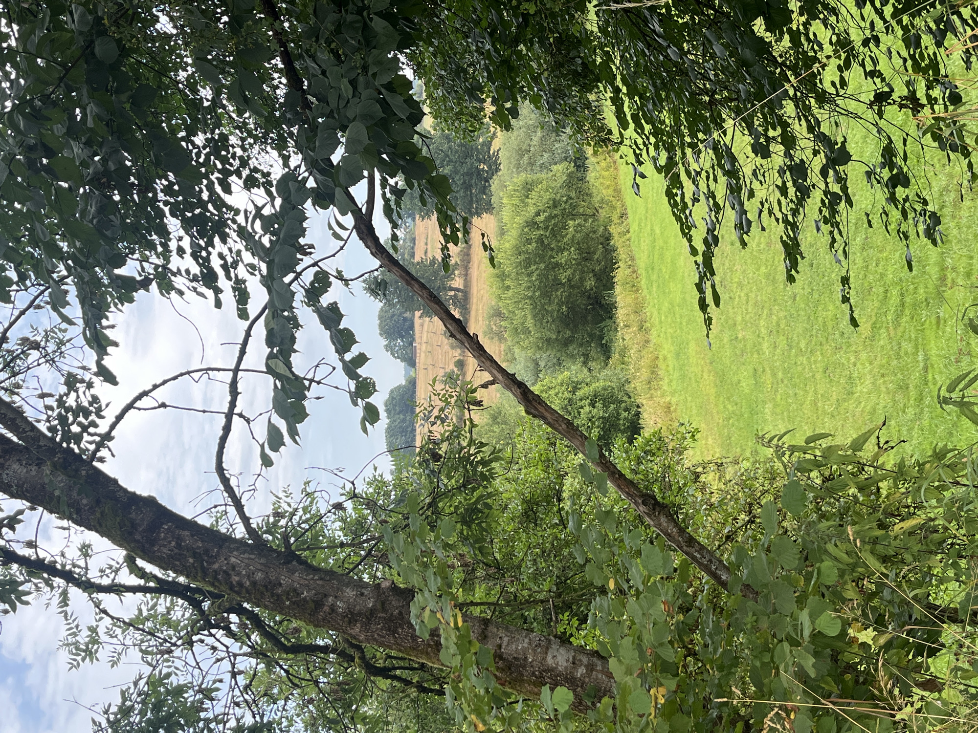 The image depicts a landscape viewed through foliage. In the foreground, a large tree trunk with mossy bark is visible on the left, with branches extending across the frame. The middle ground reveals a lush green meadow bordered by dense green bushes and trees. In the background, a field of dry grass, likely recently harvested or fallow, is dotted with scattered trees and a fence line. The sky is overcast with visible clouds. The scene appears to be a rural setting in Saint Vith, Belgium, with a focus on natural elements and a tranquil, pastoral atmosphere. There are no people or visible signs of human activity beyond the fence line in the background.
