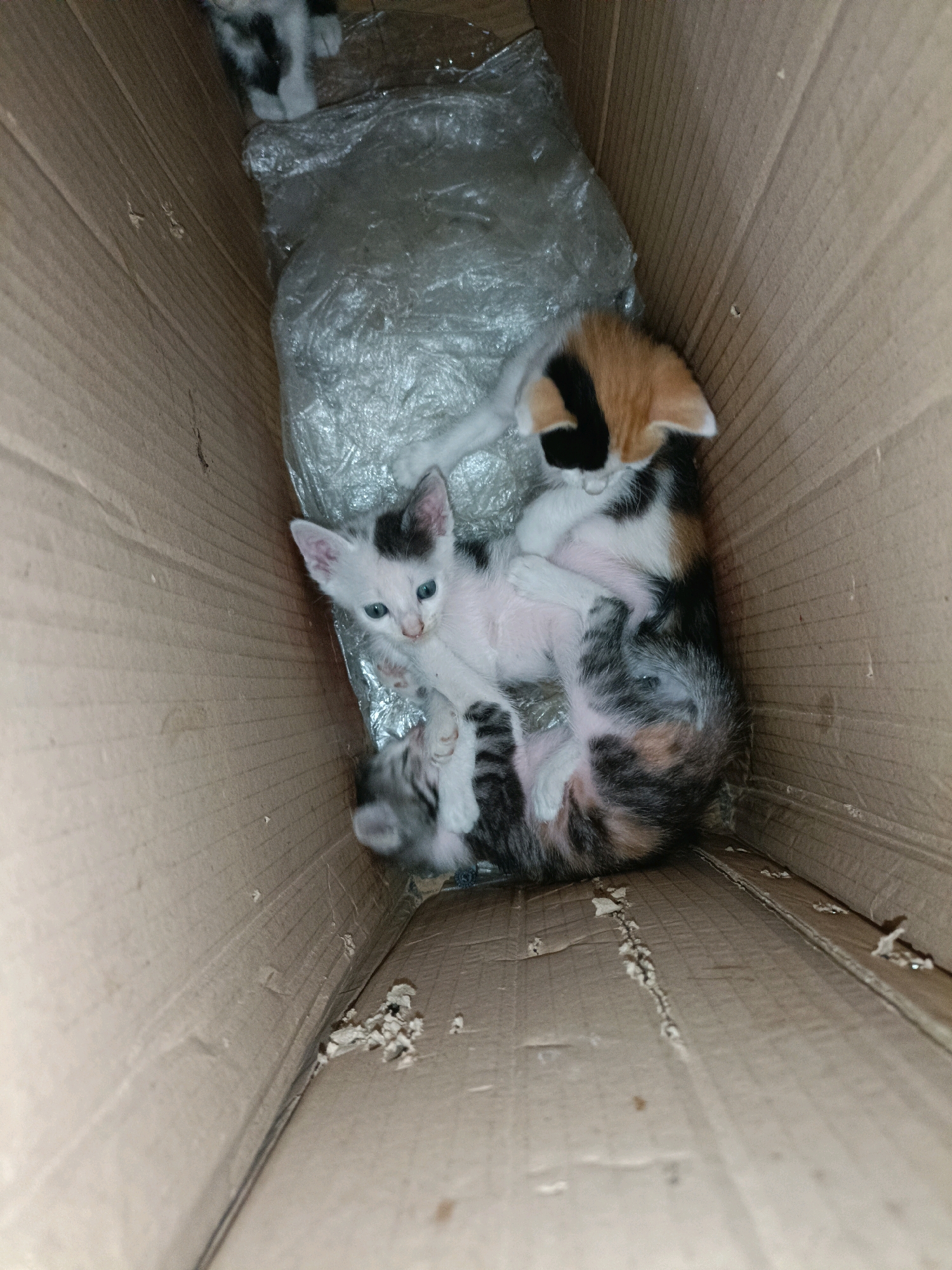 In a cardboard box, three kittens are huddled together, two of them entwined. A calico kitten with patches of orange, black, and white is curled on top of another kitten. Beneath them, a third kitten with a white face and gray markings lies on its side. The kittens are in a dimly lit environment, with the cardboard walls of the box forming the backdrop. The presence of plastic sheeting within the box suggests an attempt to provide some form of comfort or containment. The scene appears to be a domestic setting, possibly in the city of Jatitengah, Indonesia, where the kittens are being kept.