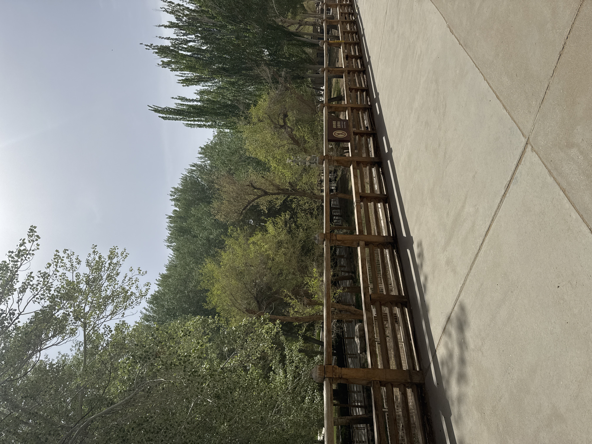 The image presents a park scene in Dunhuang City, China, taken from a perspective alongside a concrete path. A wooden fence separates the path from a lush area filled with diverse trees of varying heights and foliage density. The fence is constructed with vertical posts and horizontal railings, exhibiting a light brown color and casting shadows on the concrete path. The path itself is comprised of large, square concrete slabs. The sky is overcast, providing a soft, diffused light. The focus is on the interplay between the man-made elements (path, fence) and the natural environment (trees). There are no visible people or animals.
