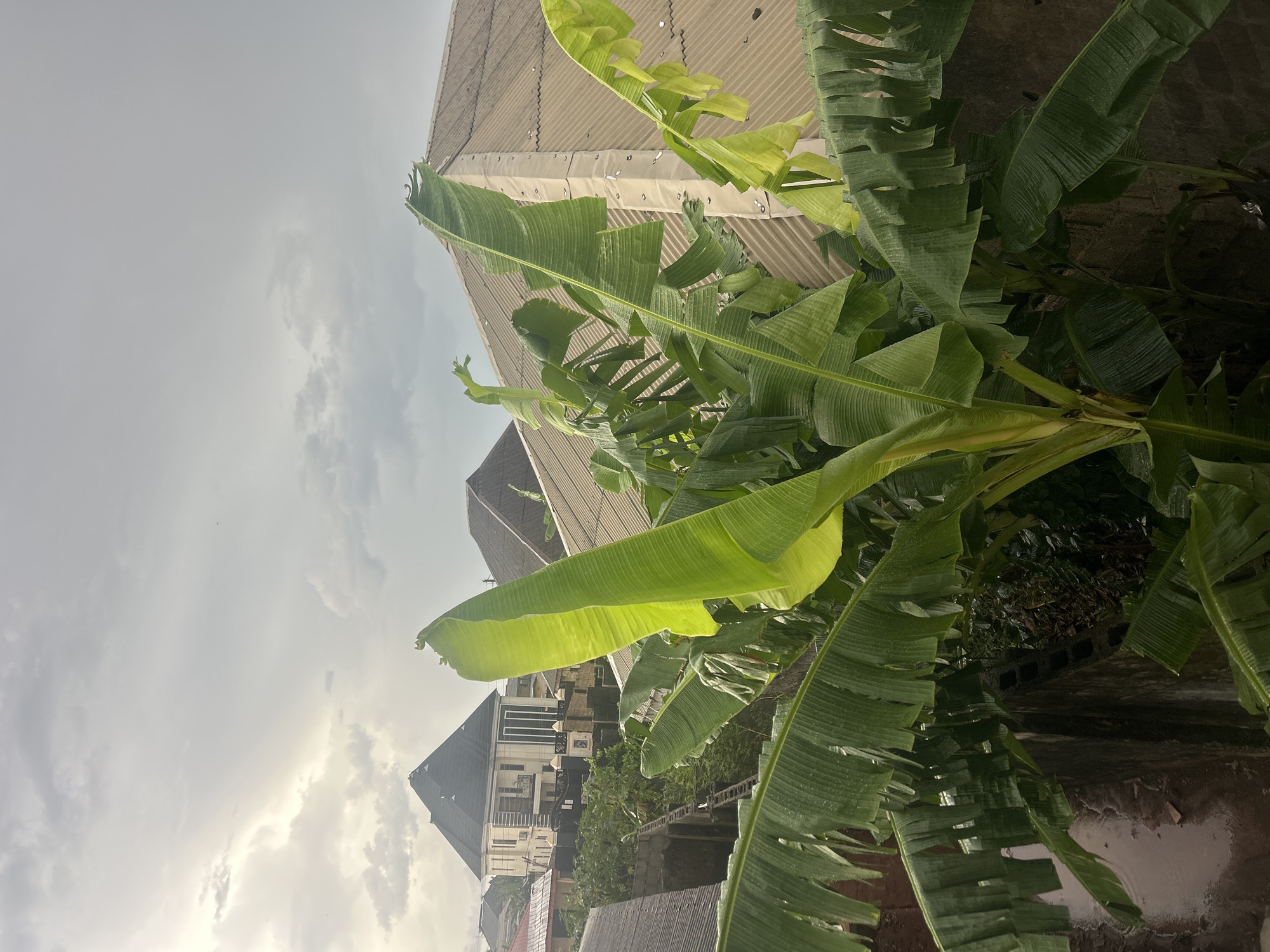 The image shows a banana tree in front of buildings under a cloudy sky. The buildings appear to be residential, with varying roof types and architectural styles. There are no people visible in the scene. The ground appears to be wet, possibly due to recent rain. The location is Unknown, Unknown.