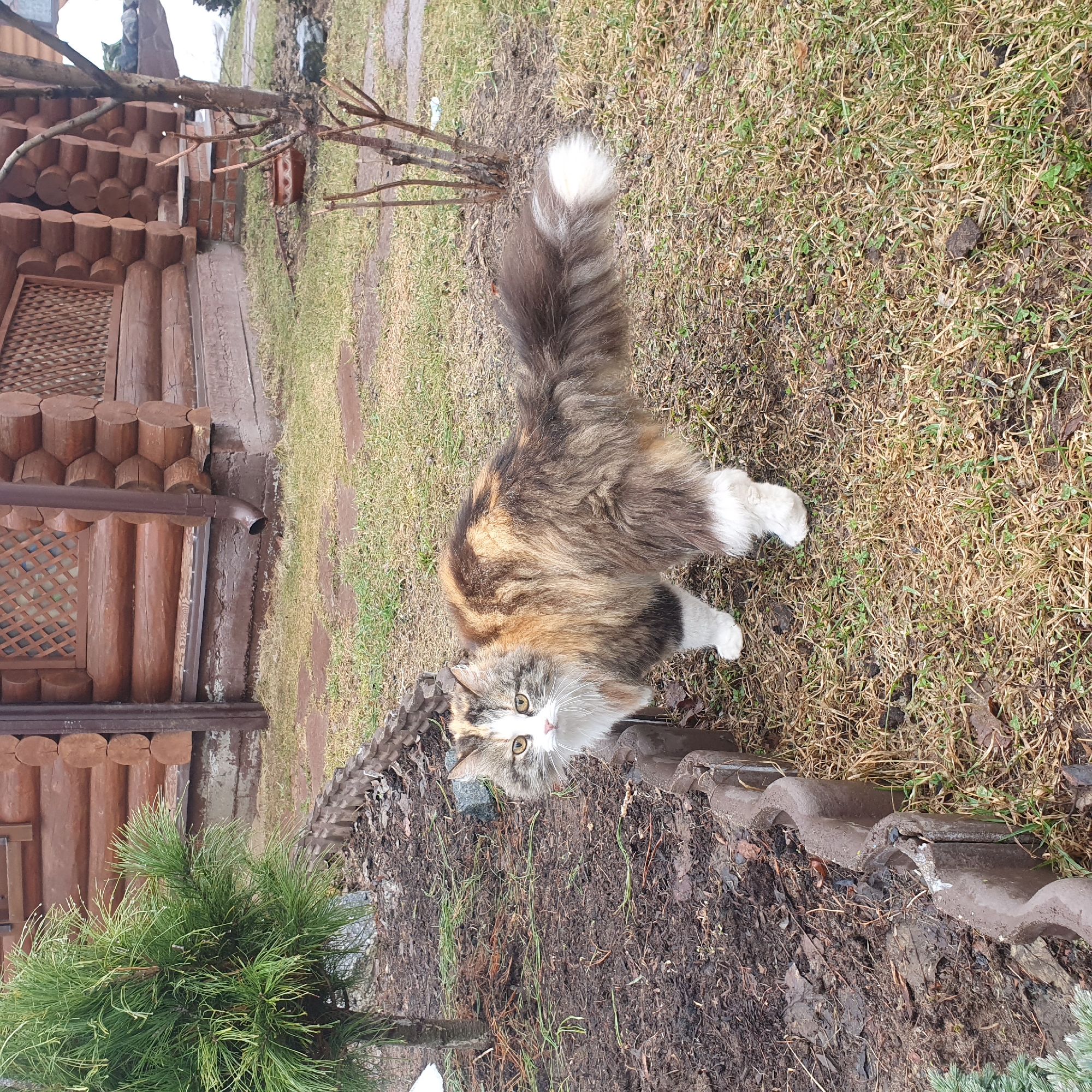A long-haired cat stands on a patch of dry grass and dirt in the city of Chaikovsky, Russia. The cat has a calico pattern, with white paws and a long, fluffy tail that is light at the tip. It is looking directly at the camera. A wooden log building is visible on the left side of the frame, along with a small pine tree. A border of clay tiles separates the area where the cat is standing from a patch of bare earth and leaf litter in the lower part of the frame. The overall setting appears to be a backyard or garden.