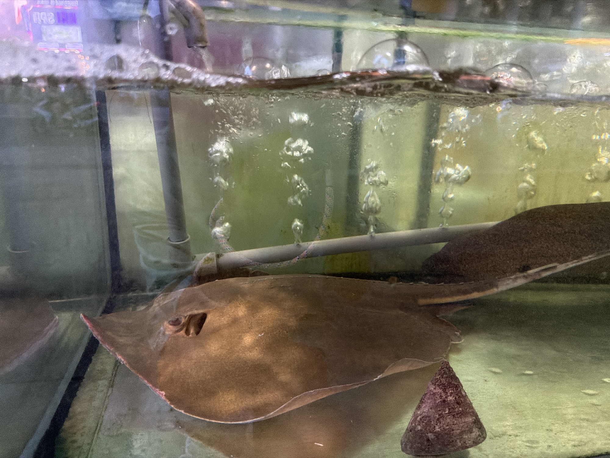 A brown stingray is visible in a tank of water, with its head and front portion of its body filling the lower half of the frame. It has dark eyes and appears to be resting on the bottom of the tank. Behind the stingray, another stingray's tail is visible, partially submerged. The water is murky and contains numerous bubbles, suggesting aeration. A light-colored pipe runs horizontally across the middle of the tank, behind the stingrays. In the background, out of focus, there appears to be a colorful neon sign and the interior of a building. The image captures a stingray in an aquarium, likely in a seafood restaurant or market in Nha Trang, Vietnam.