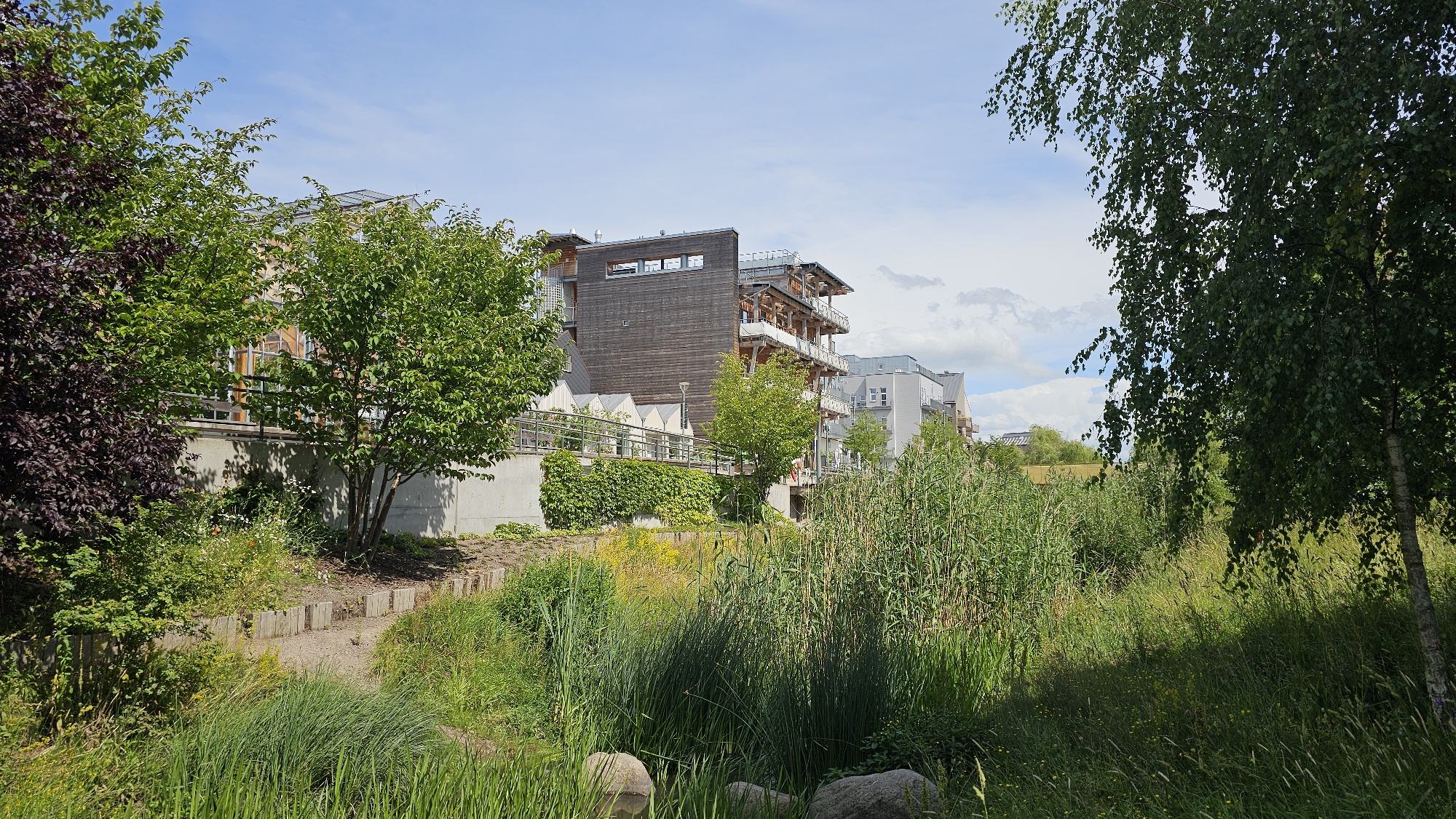 The image depicts a modern, multi-story building complex with wooden and grey facade elements, situated behind a lush green area with a path. The buildings appear to be residential, featuring balconies and large windows. The foreground is dominated by tall grasses and reeds, with some scattered rocks, suggesting a natural or park-like setting. A mature tree with dark red foliage is visible on the left, and a birch tree with green leaves frames the right side of the image. The sky is partly cloudy and blue. This scene is located in the Frieda area of Linköping, Sweden. There are no people visible in the image.