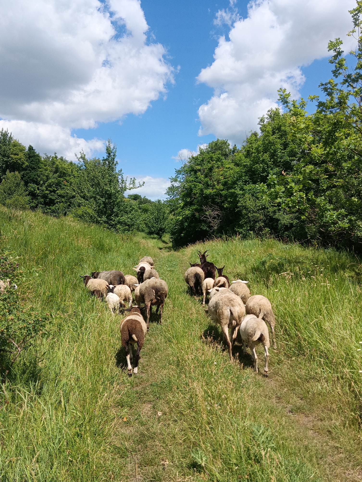 A herd of approximately ten sheep, some with brown markings and some all white, are moving along a path through tall green grass on a sunny day. Two dark-colored goats are also present, one in the lead and one slightly behind the sheep. The path curves through a grassy incline lined with dense green trees on either side. The sky above is blue with scattered white clouds. The location is an outdoor natural environment, possibly a field or rural area.