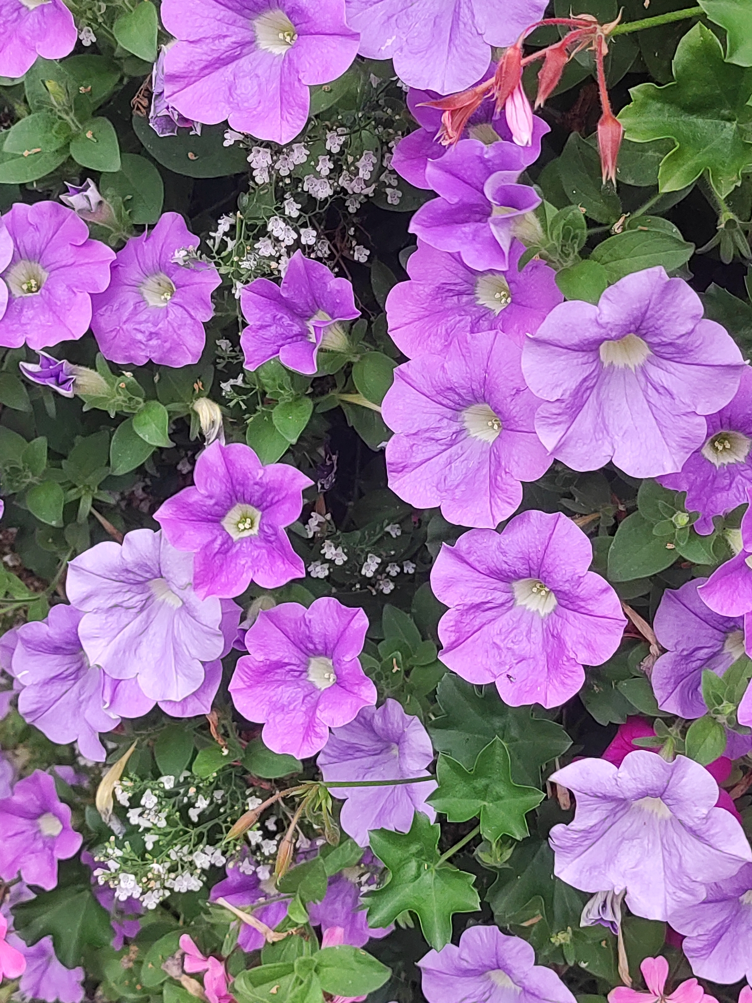 A close-up, top-down view of a dense cluster of vibrant purple petunias and green foliage. The flowers are in various stages of bloom, with some fully open and others still budding. Tiny white flowers are interspersed among the larger blooms, adding texture and contrast. The image appears to be taken in a garden or park in Fürth, Germany, though no specific landmarks are visible. The lighting suggests it is daytime, with soft, diffused light highlighting the colors and textures of the plants. There are no people or animals present in the scene.