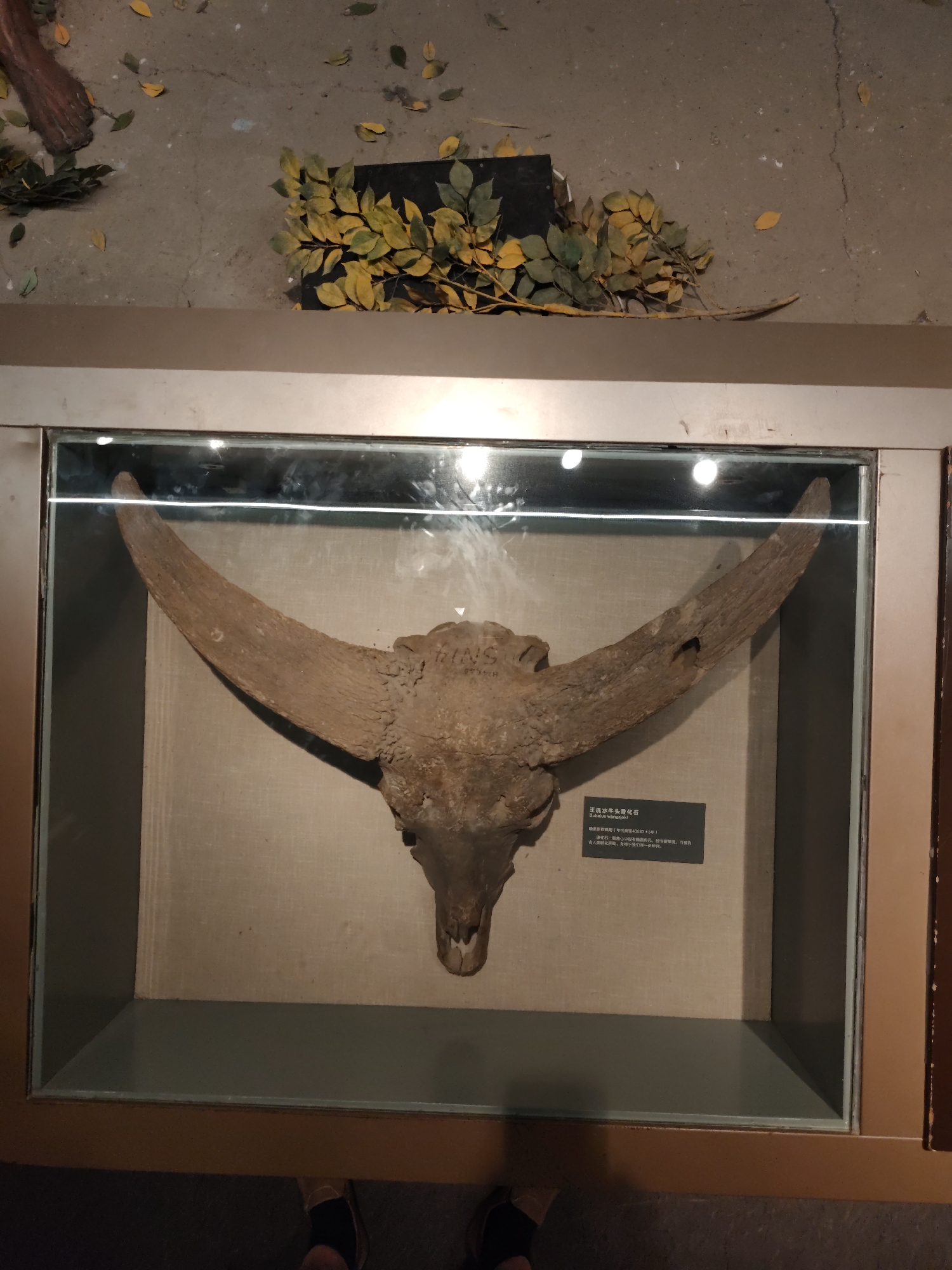 In the city of Longfeng District, China, a large, fossilized bull skull is displayed in a glass-enclosed exhibit. The skull is light brown, with long, curved horns that extend outwards. The exhibit is situated on a textured gray surface, scattered with fallen yellow and green leaves. A dark rectangular object is partially visible behind the skull, also adorned with similar foliage. A label is present within the display case, providing information about the specimen. The framing of the exhibit appears to be metallic and wooden. In the lower portion of the image, the feet of two individuals wearing dark shoes are visible, suggesting they are observing the exhibit.