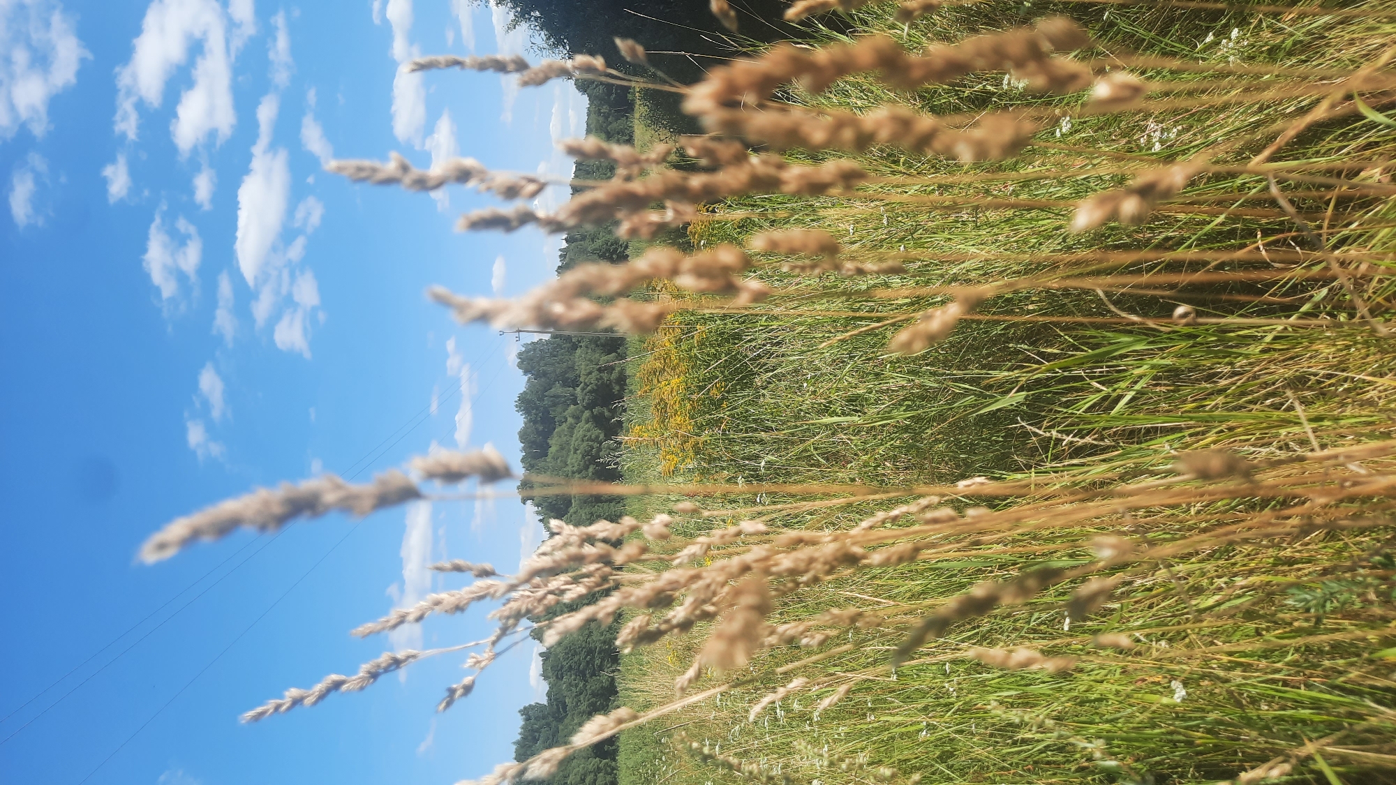 In the foreground of the image, several tall, dry stalks of grass are blurred, with their seed heads prominent. Behind them, a field of green grass and wildflowers stretches out. In the middle ground, a patch of yellow wildflowers is visible. A line of trees forms the background, with a bright blue sky with scattered white clouds above. Power lines are visible against the sky, and a utility pole can be seen peeking through the trees on the right side of the image. The scene appears to be a natural landscape, possibly a meadow or field on the outskirts of the city of Шклоў, Belarus.