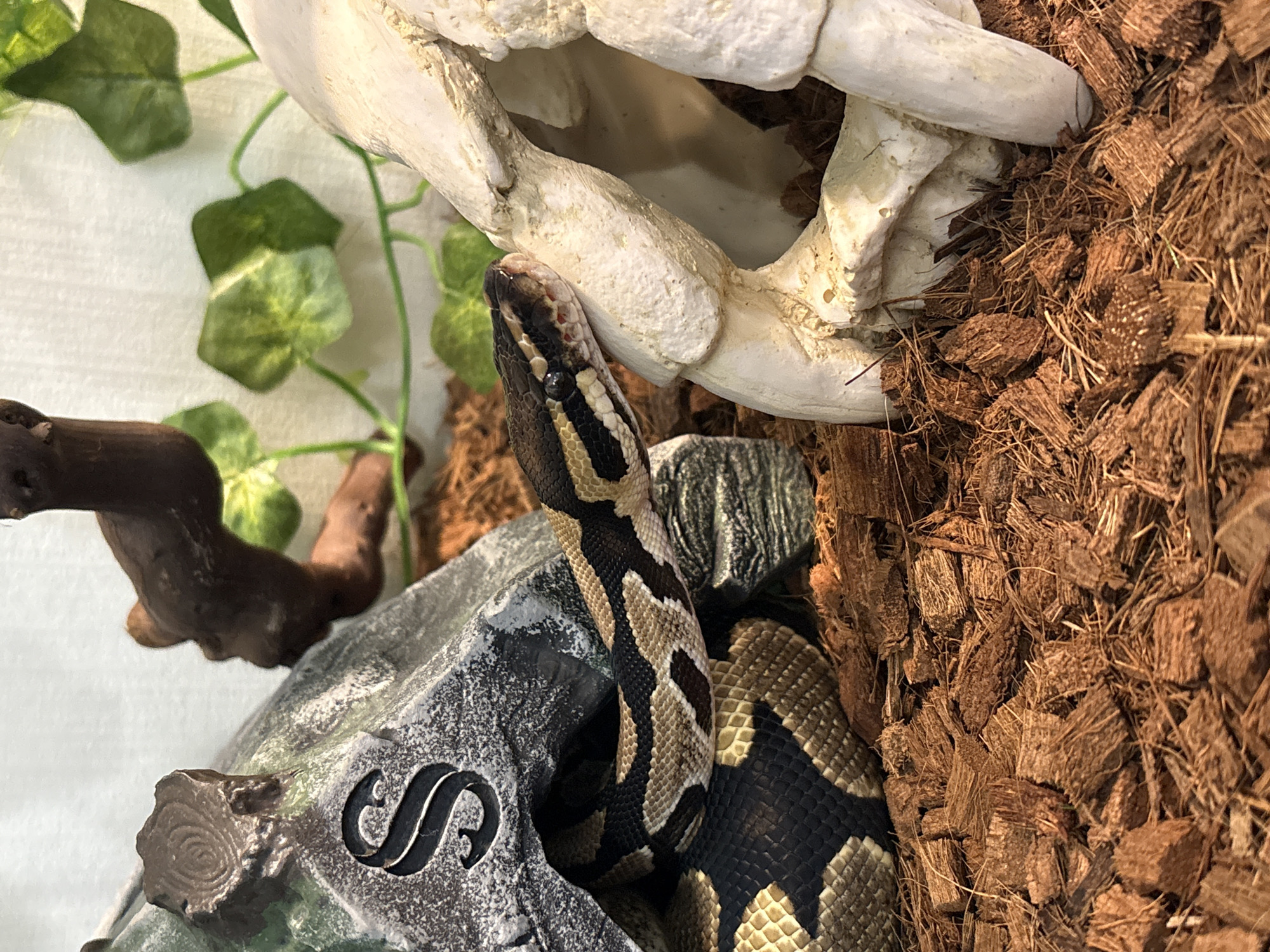 A ball python is resting inside a terrarium. The snake's head is near a white skull-shaped decoration. The snake's body is coiled around a grey stone decoration with a black flourish design. There is brown coconut husk substrate on the right side of the image. Some green artificial ivy leaves and a small branch are visible on the left side of the image. The background is a white wall. The image does not suggest that the scene is located in Chasovnya, Russia.