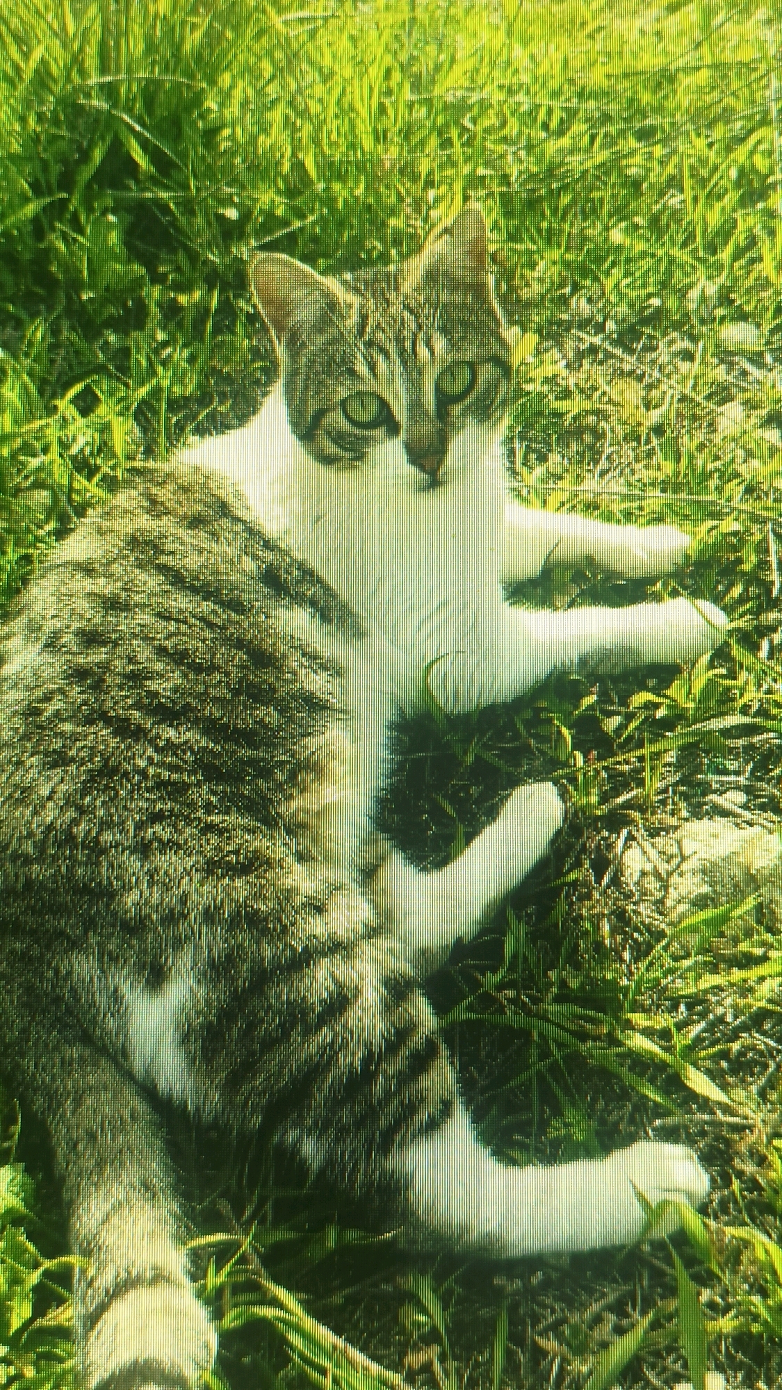 A tabby and white cat is lying in lush green grass. The cat is facing the camera with its head slightly tilted and its green eyes looking directly at the viewer. Its body is relaxed, with its front paws extended forward and its hind legs tucked underneath. The background is a blur of green grass, suggesting an outdoor environment. The image quality is poor due to significant digital noise and vertical banding artifacts. The location in Mehnatabad, Uzbekistan is not discernible from the visual information present.