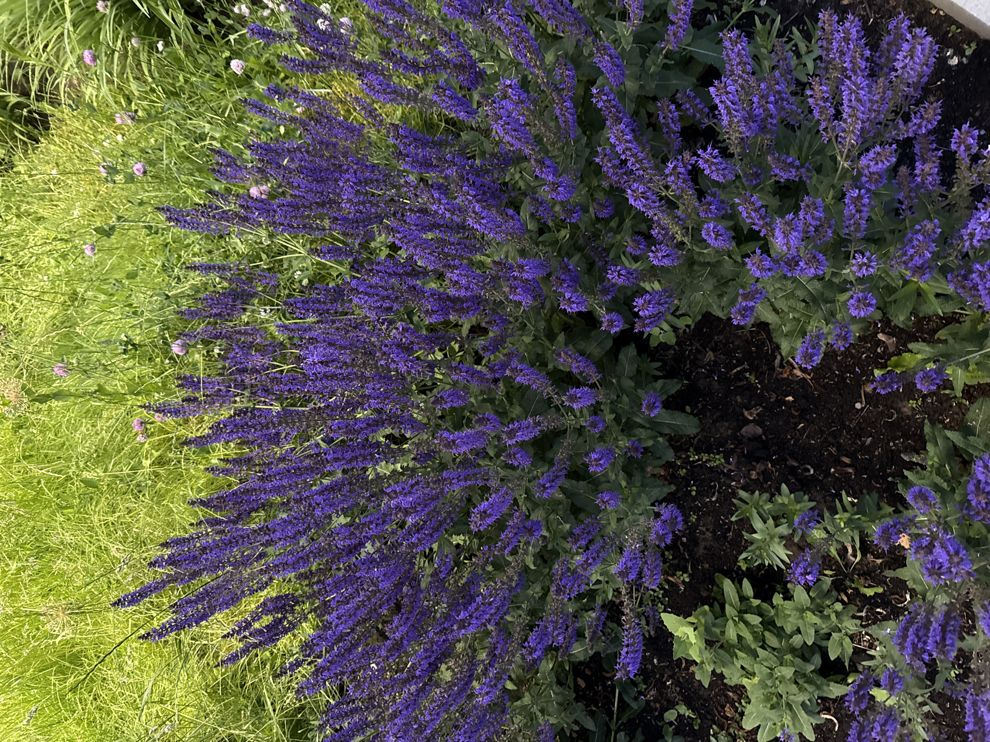 A dense clump of purple salvia flowers, with tall spikes of small blossoms, dominates the foreground. Behind the salvia, a patch of bright green ornamental grass provides a contrasting backdrop. Interspersed within the grass are small, light purple flowers. The salvia is planted in dark soil, with some green foliage visible at the base of the plants and to the left. The image appears to be taken outdoors in a garden or park setting. No people or animals are visible. This scene is likely from a park or botanical garden in Moscow, Russia.