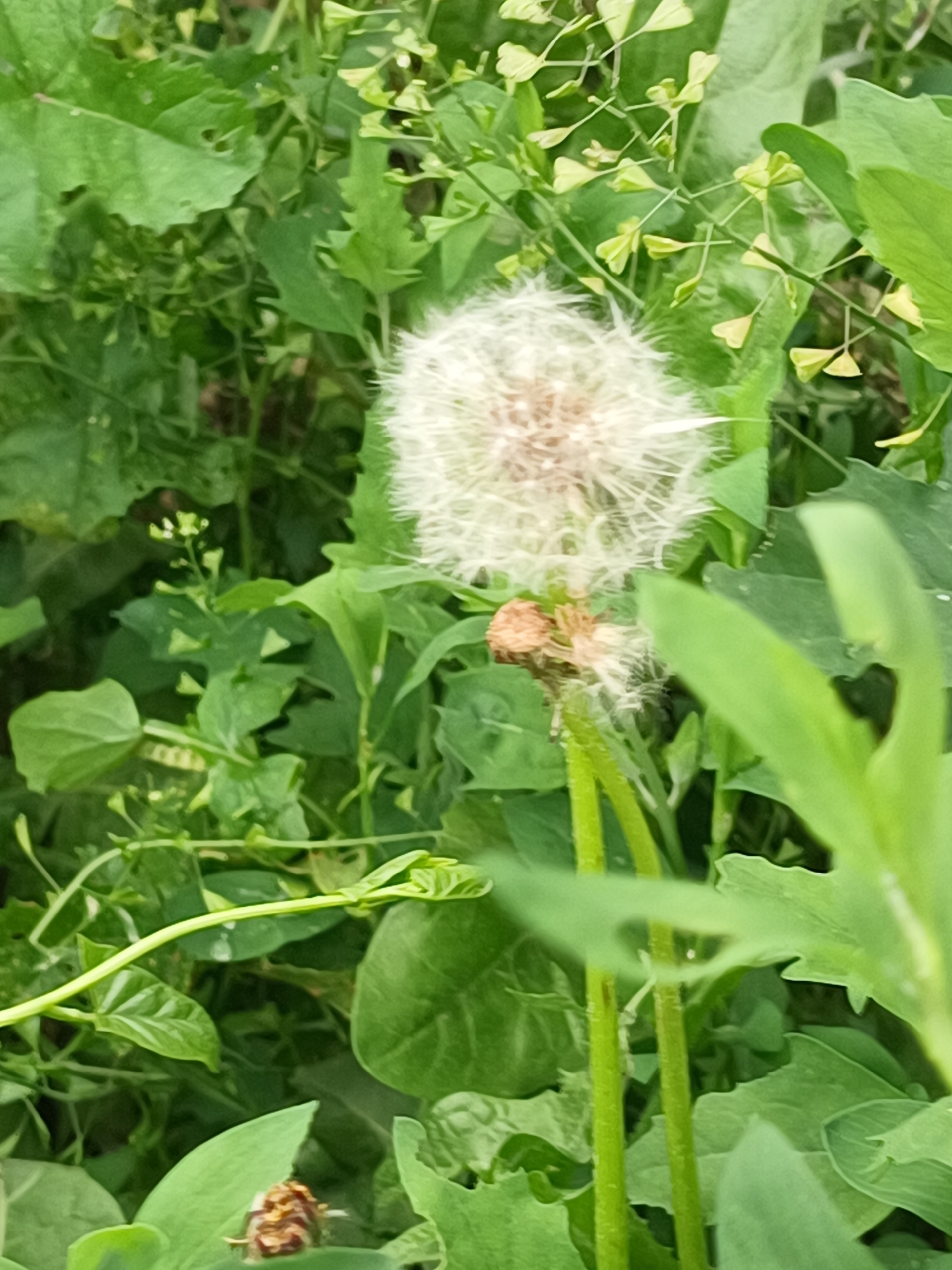 The image depicts a dandelion seed head amidst green foliage. The seed head is white and spherical, with a brown center. The surrounding vegetation includes broad leaves and slender stalks with small, heart-shaped seed pods. The location is unknown.