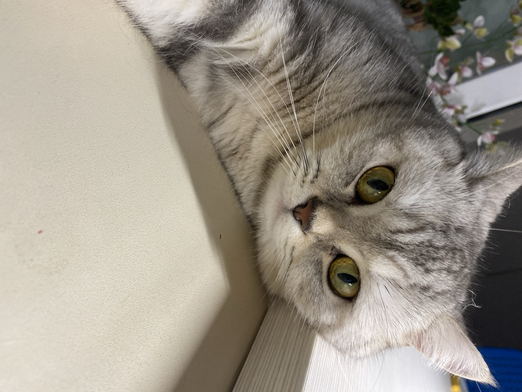 The image shows a close-up of a grey tabby cat lying down on a cream-colored surface. The cat is resting its head on a white object, possibly a book, with a blurred background that includes some pink and white flowers. The cat has bright green eyes and its fur has distinctive tabby markings. There is no information in the image to indicate its location in Votkinsk, Russia.