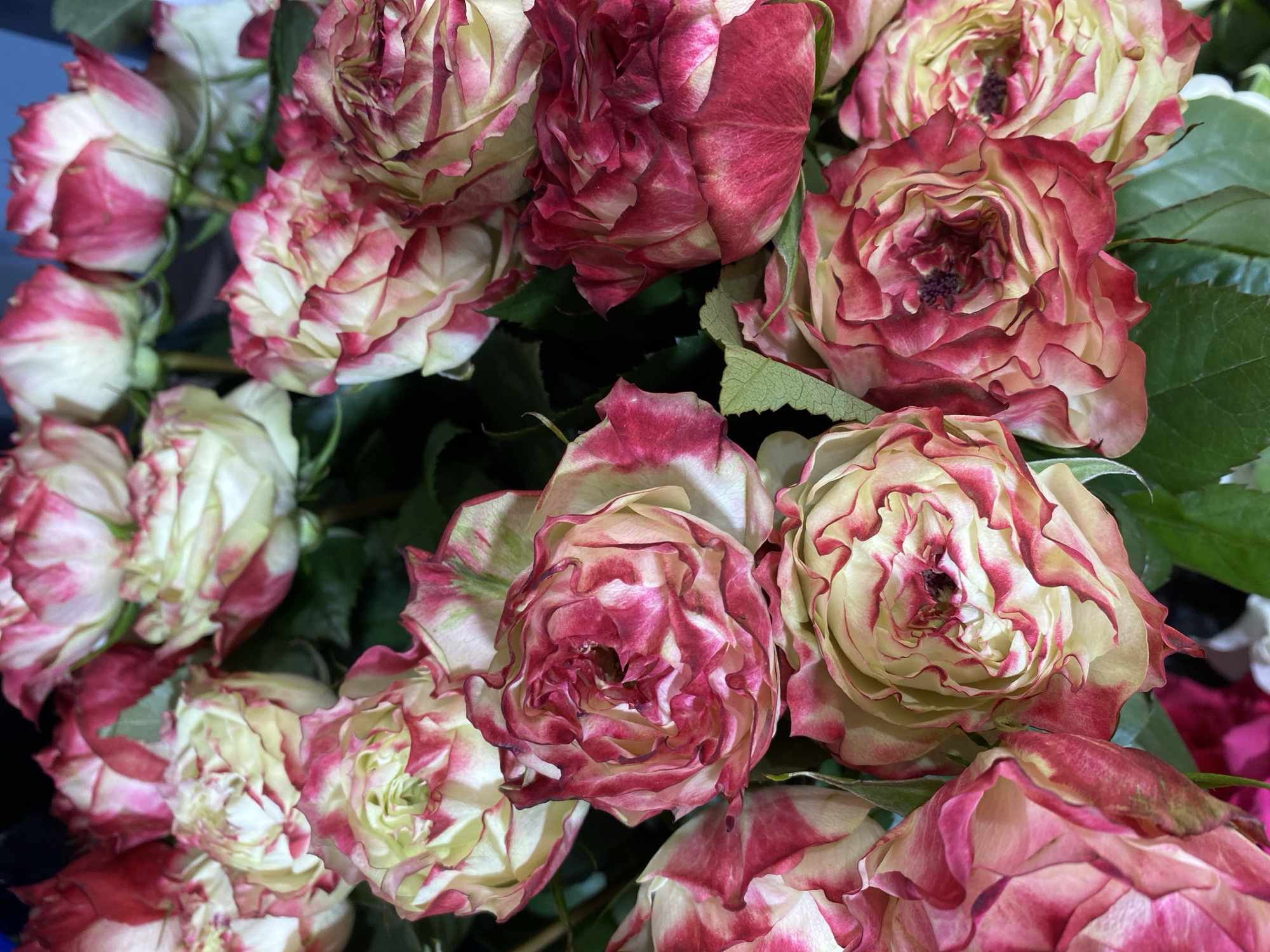 A close-up, vertical, eye-level shot shows a bouquet of roses. The roses are primarily cream-colored with streaks and edges of deep pink. The petals are ruffled and layered, with some of the flowers partially open and others more fully bloomed. Some of the rose centers appear dark and slightly dried. Green leaves are visible among the flowers. The lighting is direct, creating highlights and shadows on the petals. The background is dark and out of focus. There are no people, animals, or discernible urban elements present in the image.