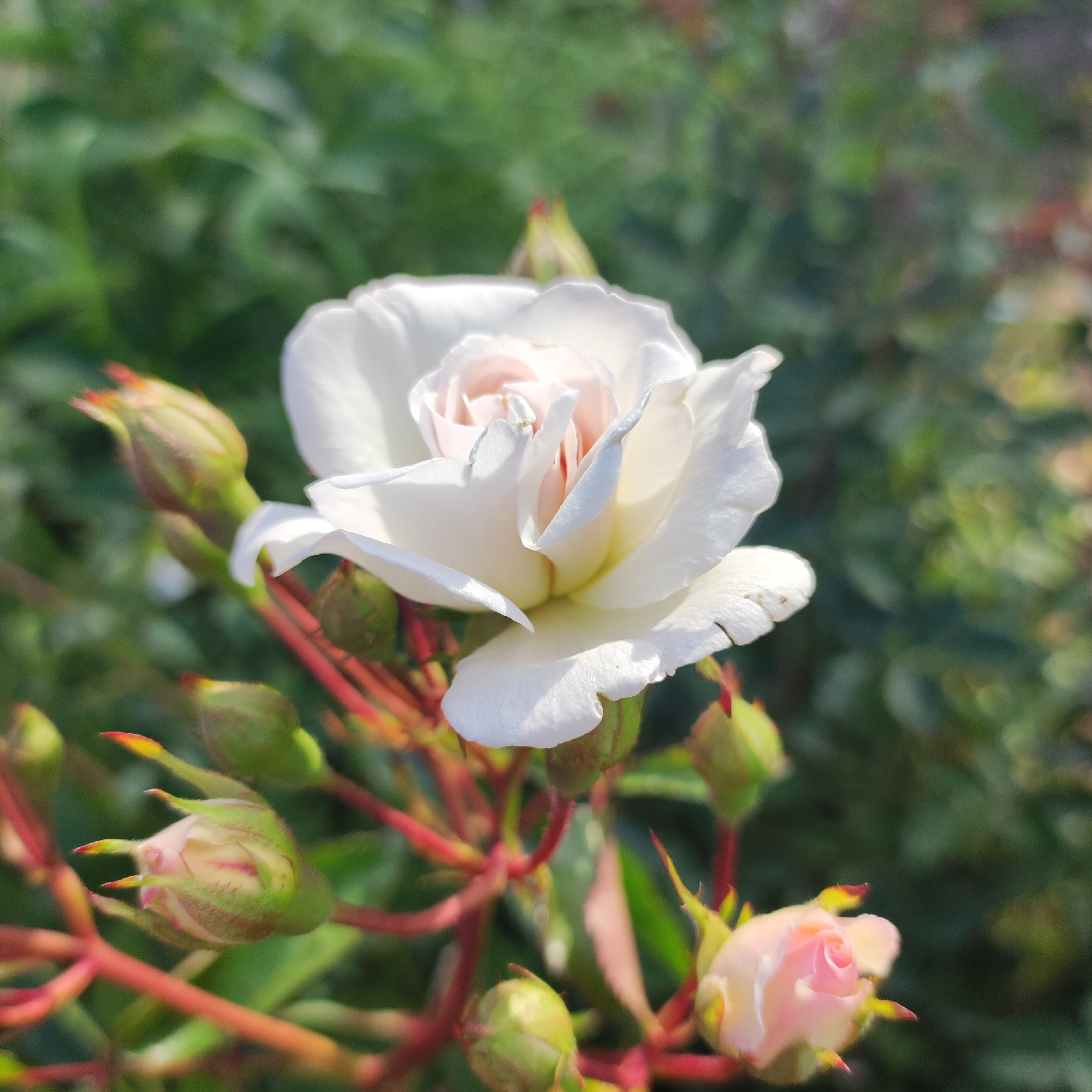 This media file is a close-up, vertical shot of a white rose in bloom, with several rosebuds in various stages of development surrounding it. The rose's petals are soft white with hints of pale pink near the center, and appear delicate and slightly ruffled. The rosebuds are a pale green with tips tinged in red and yellow, some are tightly closed while others are beginning to unfurl. The stems are a vibrant red, creating a stark contrast with the green foliage and the white bloom. The background is softly blurred, showing out-of-focus green leaves and a hint of other flora, suggesting a garden setting. The lighting indicates it is daytime, likely morning or afternoon, with the sunlight illuminating the rose petals and creating soft shadows. There is no visible text in the image. The overall mood is serene and natural, highlighting the beauty of the rose and its nascent buds. The location context is Navoloki, Russia.