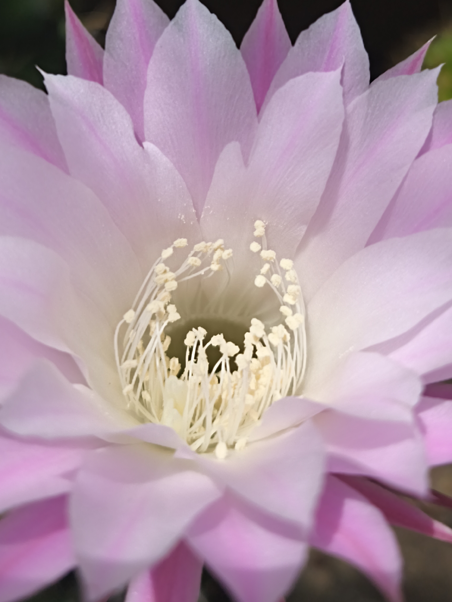 A close-up, top-down perspective captures a vibrant pink and white flowering plant, reportedly situated in Терновский округ, Ukraine. The flower consists of multiple concentric layers of delicate, ovate petals. The outermost petals exhibit a deeper magenta-pink hue along their longitudinal veins and tips, gradually transitioning to lighter shades of pink and eventually white towards the central core of the bloom. Subtle, fine venation is visible across the petal surfaces. Protruding from the flower's heart is a dense, circular cluster of numerous slender, white filaments (stamens), each capped with small, granular, cream-colored anthers. These stamens are arranged in a somewhat uneven but generally radial pattern, surrounding a less distinctly visible central reproductive structure. The depth of field is shallow, rendering the stamens and inner white petals in sharp focus, while the outer pink petals and the dark, indistinct background are softly blurred. The background appears to be a natural, shaded environment, possibly containing dark green foliage. No human subjects, animals, or artificial objects are present within the frame.
