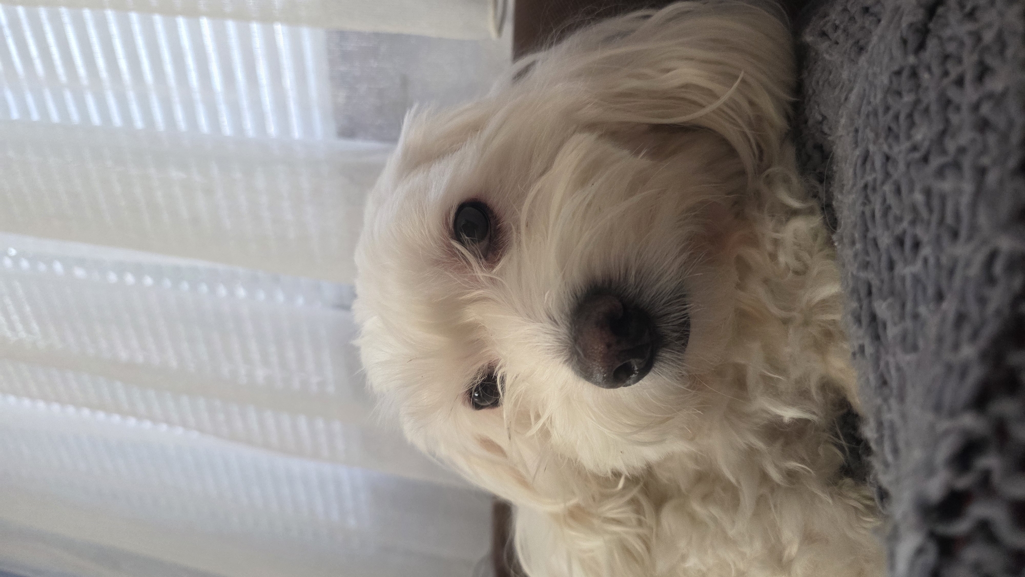 A small, white, fluffy dog, likely a Maltese or a similar breed, is prominently featured in the image, looking directly at the viewer. The dog has dark, attentive eyes and a dark nose, with its soft, curly white fur framing its face. Its head is slightly tilted, conveying a gentle and curious expression.
The dog appears to be indoors. To its right, soft, diffused light streams in through white window blinds or sheer curtains, creating a bright background with subtle linear patterns. To the dog's left, there is a textured, grey knitted blanket or fabric, providing a cozy contrast and suggesting the dog is resting comfortably. The natural light indicates it is daytime. No specific visual cues are present in the image to identify its location as Blagoevgrad, Bulgaria, and there is no visible text.