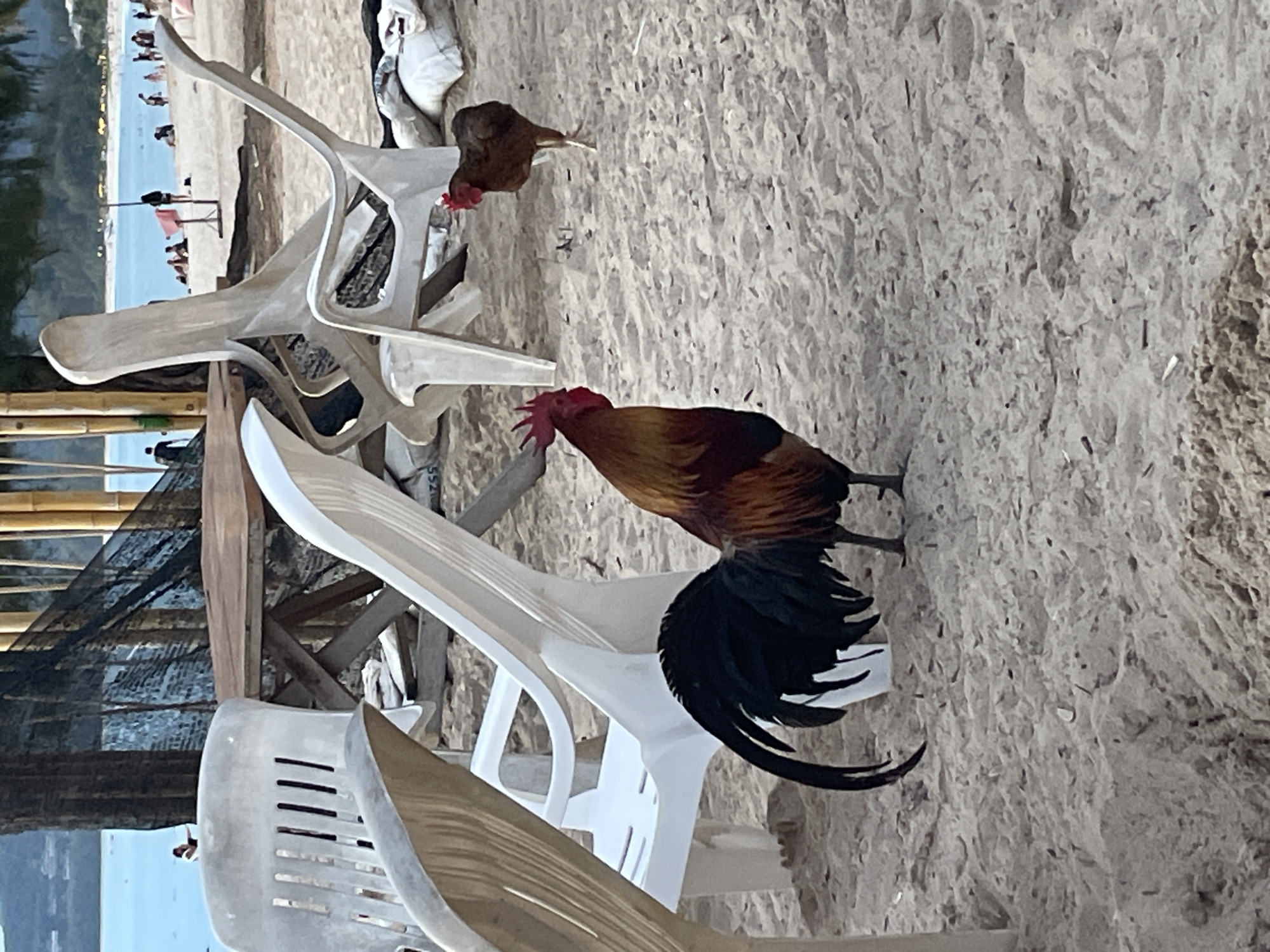 The image captures a scene in Choeng Thale, Thailand. The location appears to be a beach, as evidenced by the sandy ground and the presence of the ocean and beachgoers in the background. In the foreground, there are several white plastic chairs stacked haphazardly. A rooster with reddish-brown and black plumage is positioned near the chairs. Another hen is visible near the top of the frame. The background features the ocean and a beach with people visible.