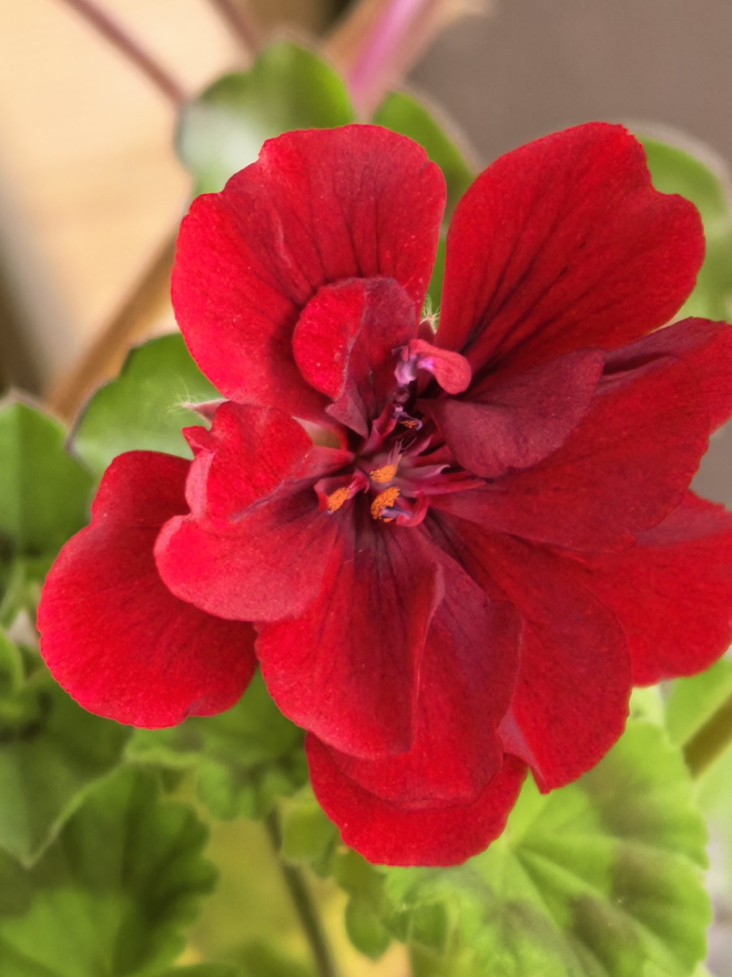 A close-up, vertical shot shows a vibrant red geranium flower in full bloom. The petals are a rich, velvety red, with some darker veins visible. The center of the flower is a cluster of stamens tipped with orange anthers. Surrounding the flower are lush green leaves, slightly out of focus. The background is a soft blur of beige and muted green, suggesting a natural outdoor setting or an indoor plant bathed in soft light. The lighting emphasizes the texture and color of the flower, creating a sense of depth and richness.