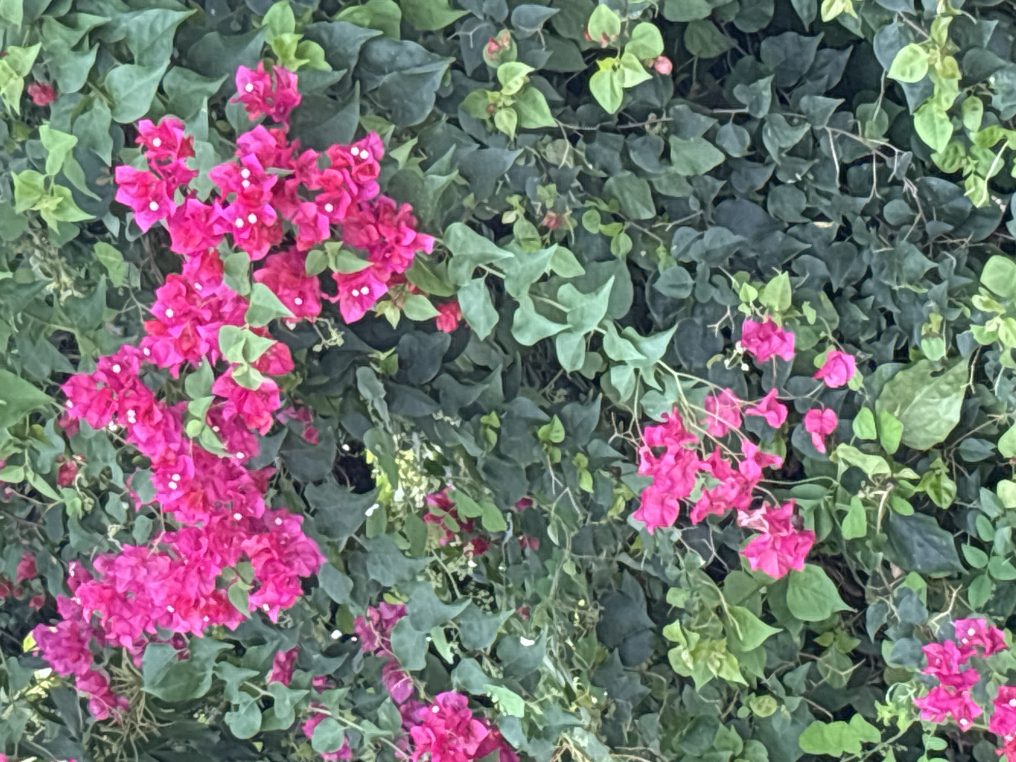 The image captures a vibrant cluster of magenta bougainvillea flowers interspersed within dense, green foliage. The background is dominated by varying shades of green leaves, creating a textured backdrop for the brightly colored blossoms. The scene appears to be an outdoor setting, potentially a garden or a wall covered in vegetation. The location is in บ้านบางรักษ์, Thailand, but without additional visual cues, further details about the specific setting or any human presence remain unidentifiable.