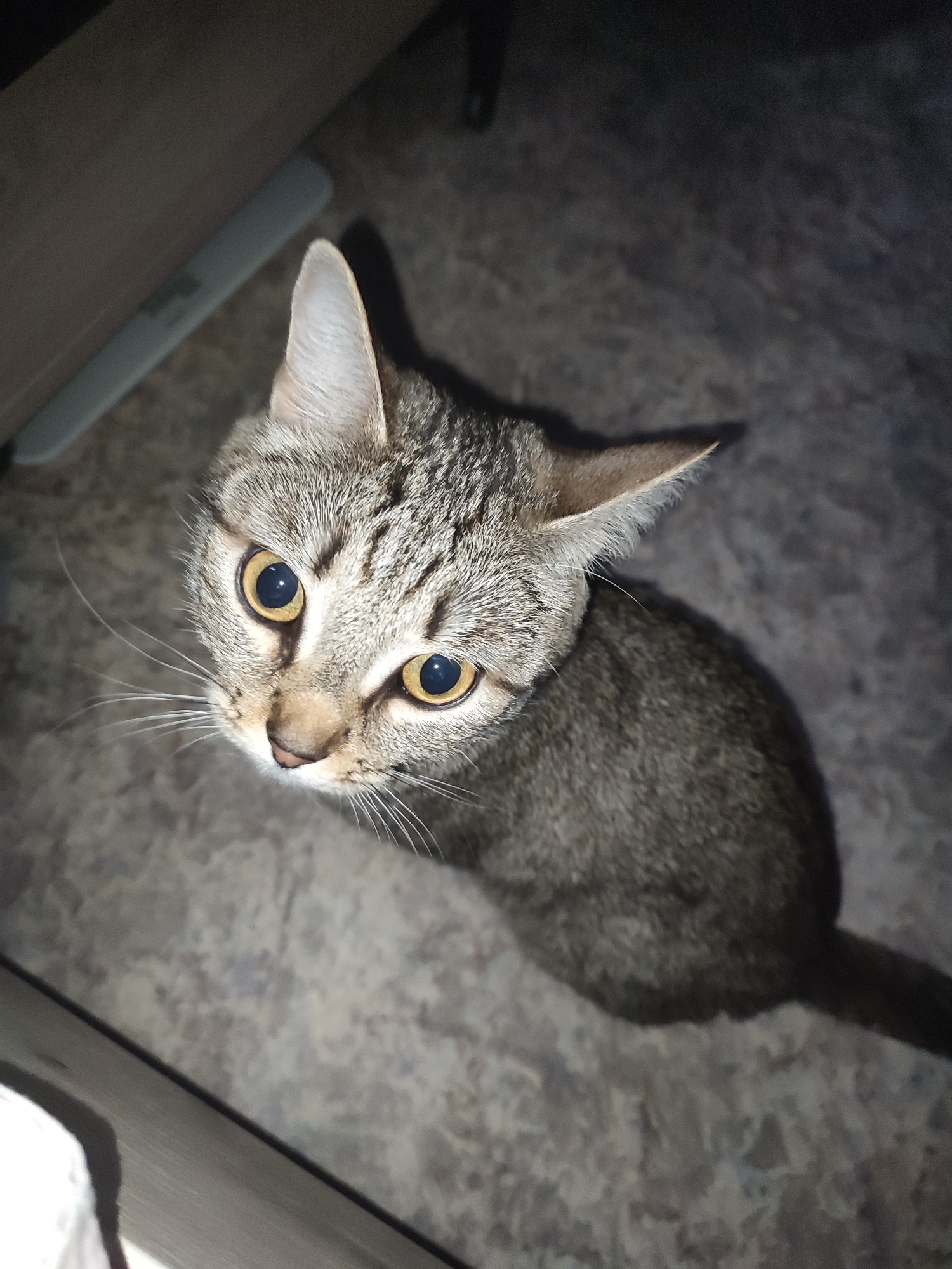 A close-up, high-angle shot shows a tabby cat sitting on a mottled gray surface. The cat is facing the camera with its head tilted slightly upward. Its eyes are large and golden, with prominent pupils. The cat has short, white whiskers and a pink nose. The cat's fur is a mix of gray and brown with tabby markings on its head and face. The left ear is fully visible, the right ear is partially obscured. To the left, a corner of a table or shelf is visible. The overall lighting is dim. No people are visible. The exact location in Chaikovsky, Russia, cannot be determined from this image alone.