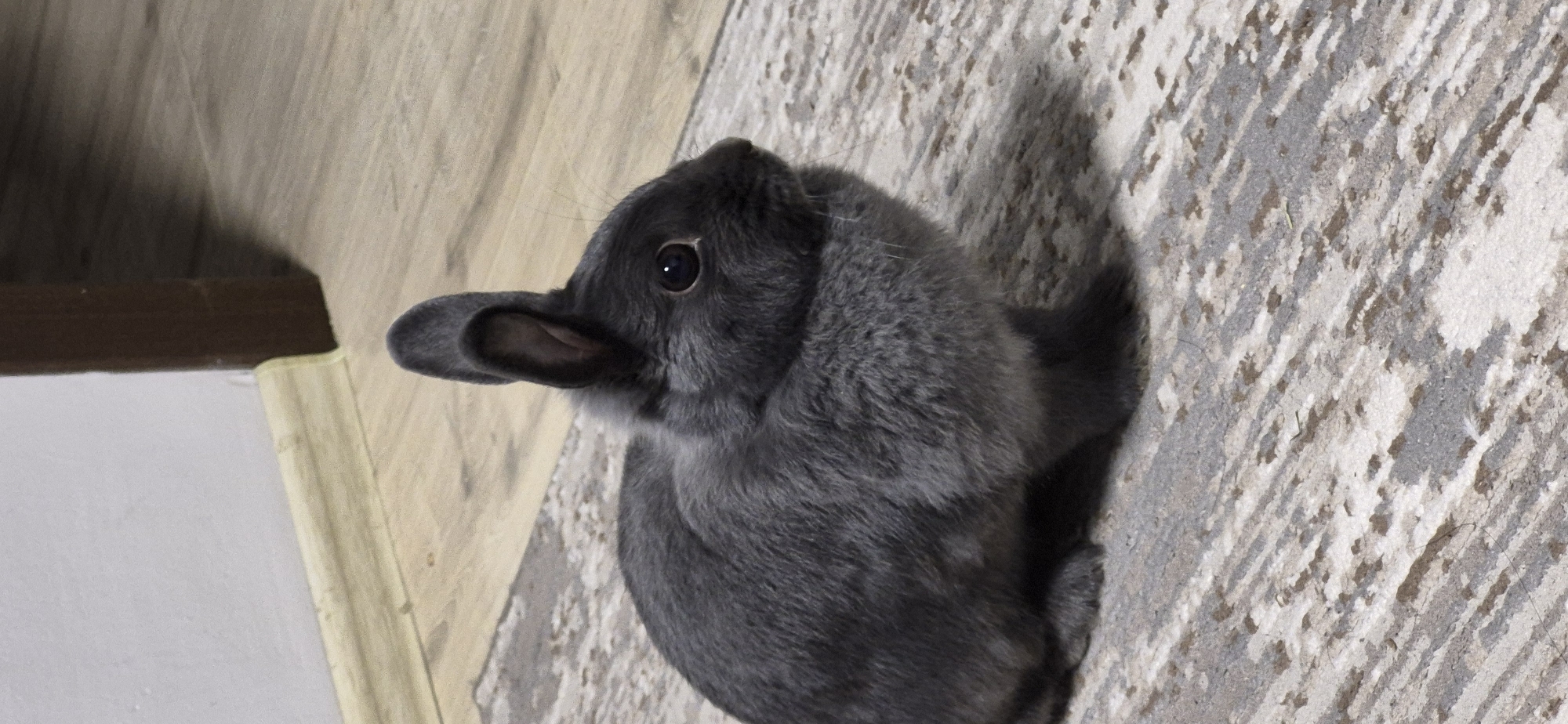 A small, dark gray rabbit is sitting on a patterned rug indoors. The rabbit is facing to the right, with its ears perked up. The background consists of a light-colored wall with a wooden baseboard and a portion of a dark brown doorframe. The rug has a geometric pattern with stripes of beige, gray, and brown. The lighting appears to be artificial. The image quality is adequate, with a moderate level of detail visible in the rabbit's fur and the rug's texture. The scene is static, with no action or interaction taking place. The environment suggests a residential interior. The image does not contain any information to place it in Ussurijsk, Russia.