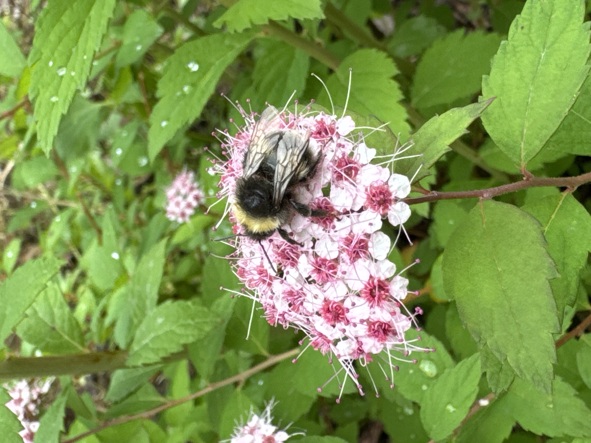 A bumblebee rests on a cluster of small pink and white flowers surrounded by green leaves. The leaves appear to have dew drops on them. The background is blurred, showing more greenery and some hints of dried leaves or soil. The scene is outdoors, likely in a garden or natural setting. The provided location of Steklyannyi, Russia is not visually verifiable from the image.