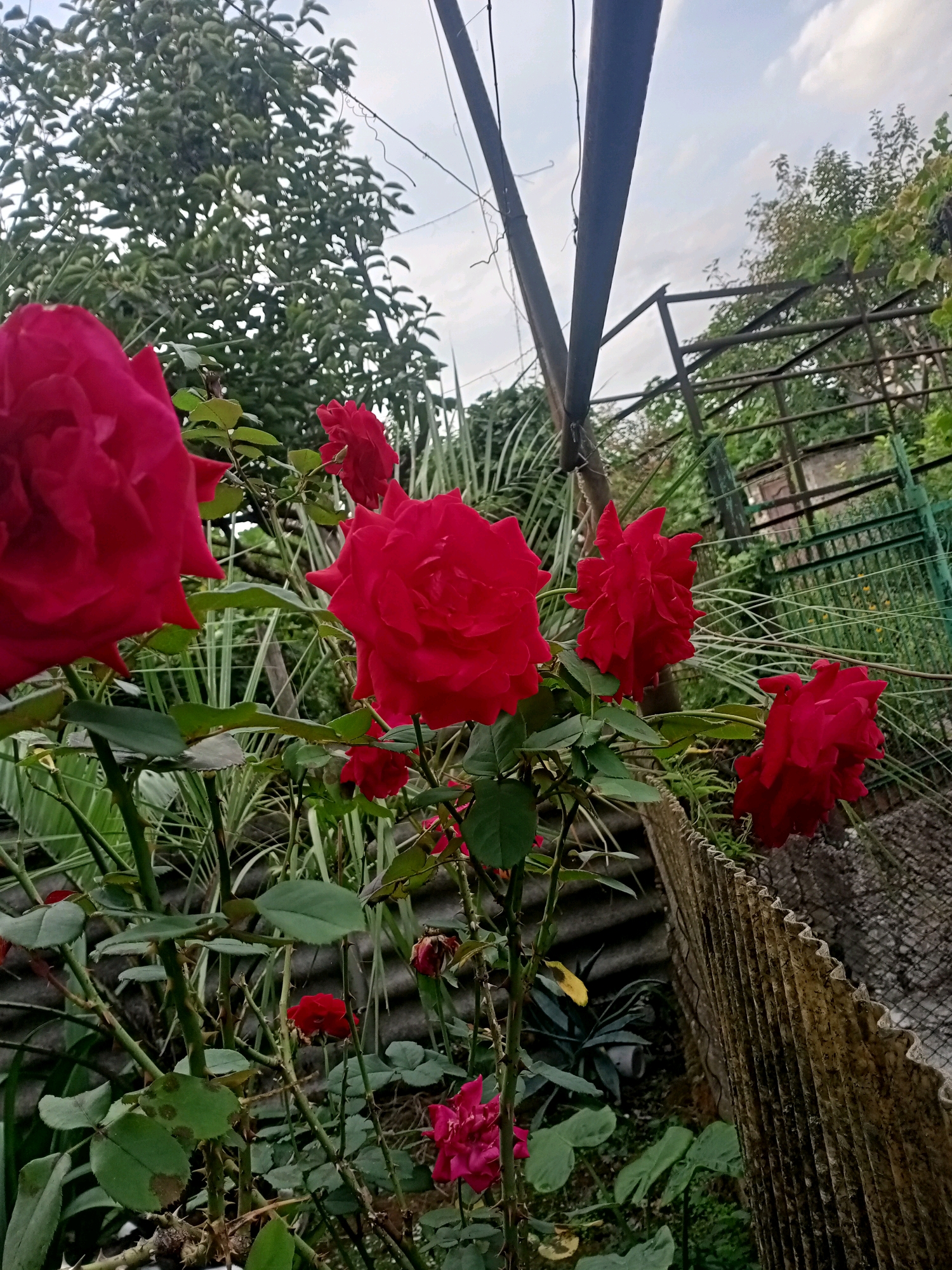 In Tsandrypsh, Abkhazia, a close-up shot captures a vibrant cluster of red roses blooming in a garden. The roses, varying in size and stage of bloom, are the primary subjects, with their deep red petals and green foliage filling the foreground and mid-ground. In the background, a weathered, corrugated metal fence runs diagonally across the frame, providing a rustic texture. Beyond the fence, a metal structure, possibly a trellis or support for plants, is visible, partially obscured by lush green foliage. The sky above is overcast with hints of white clouds, suggesting a diffused natural light. The overall scene depicts a tranquil garden setting with a focus on the natural beauty of the roses.