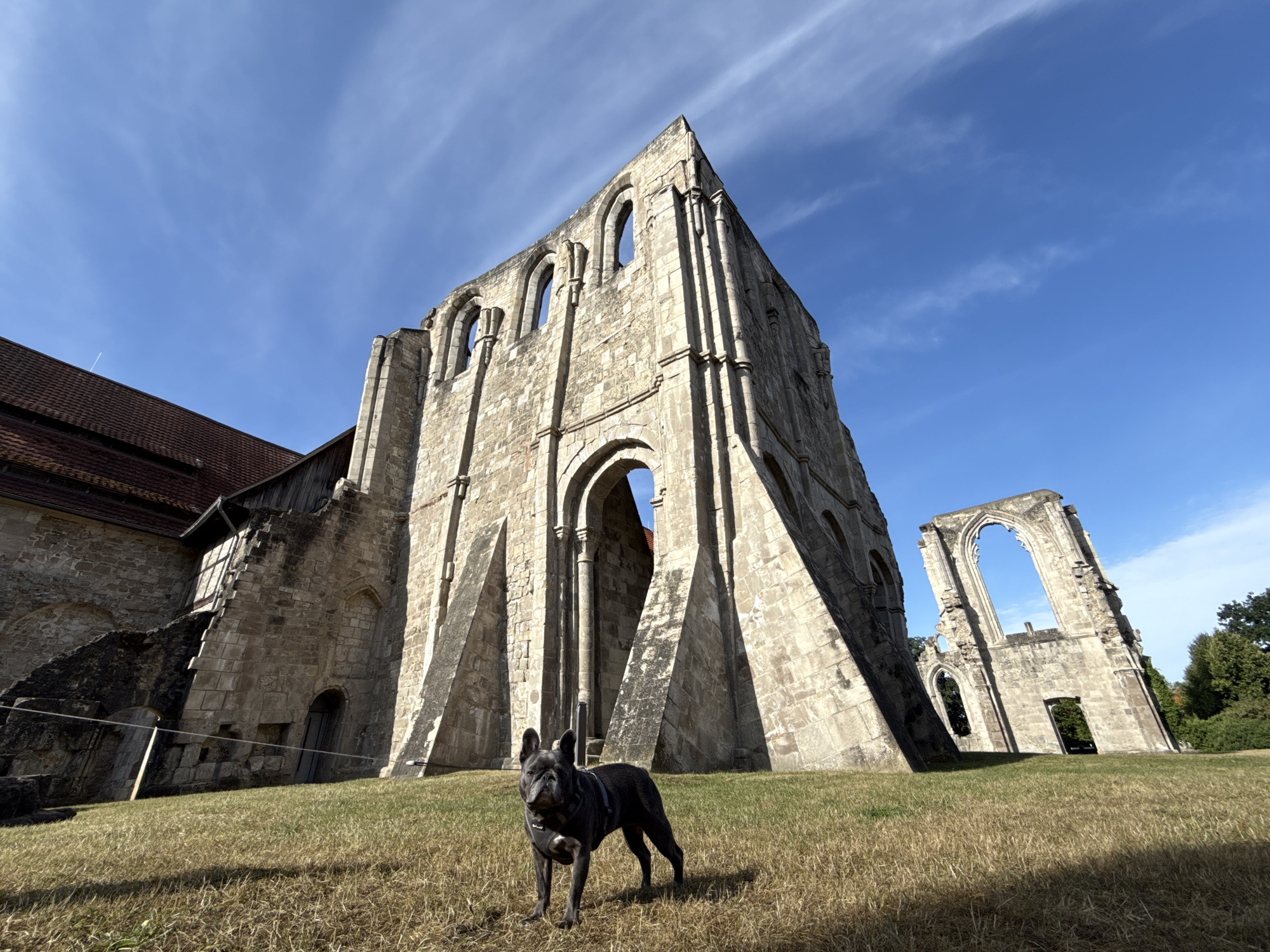 A dark gray French Bulldog stands in a field of dry grass in front of the ruins of the historic Walkenried Abbey in Walkenried, Germany. The dog is facing the camera and is wearing a harness. The abbey ruins are made of stone and have arched doorways and windows. The sky above is blue with some wispy clouds. The sun is shining, casting shadows on the ground.