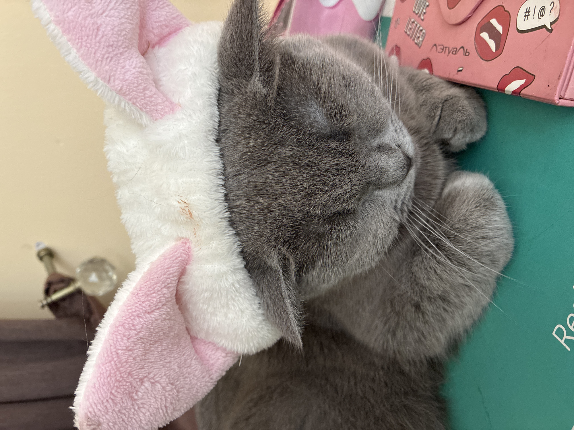 A close-up shot shows a grey cat wearing a white and pink fluffy hat resembling bunny ears. The cat's eyes are closed, and its head is tilted slightly downwards, resting on a teal surface. To the right of the cat is a pink box with red and white cartoon-like lip and speech bubble designs, and some text in a foreign language. In the background, a blurry curtain and a decorative object can be seen. There is no indication of the city of Alanya, Turkey in this image.