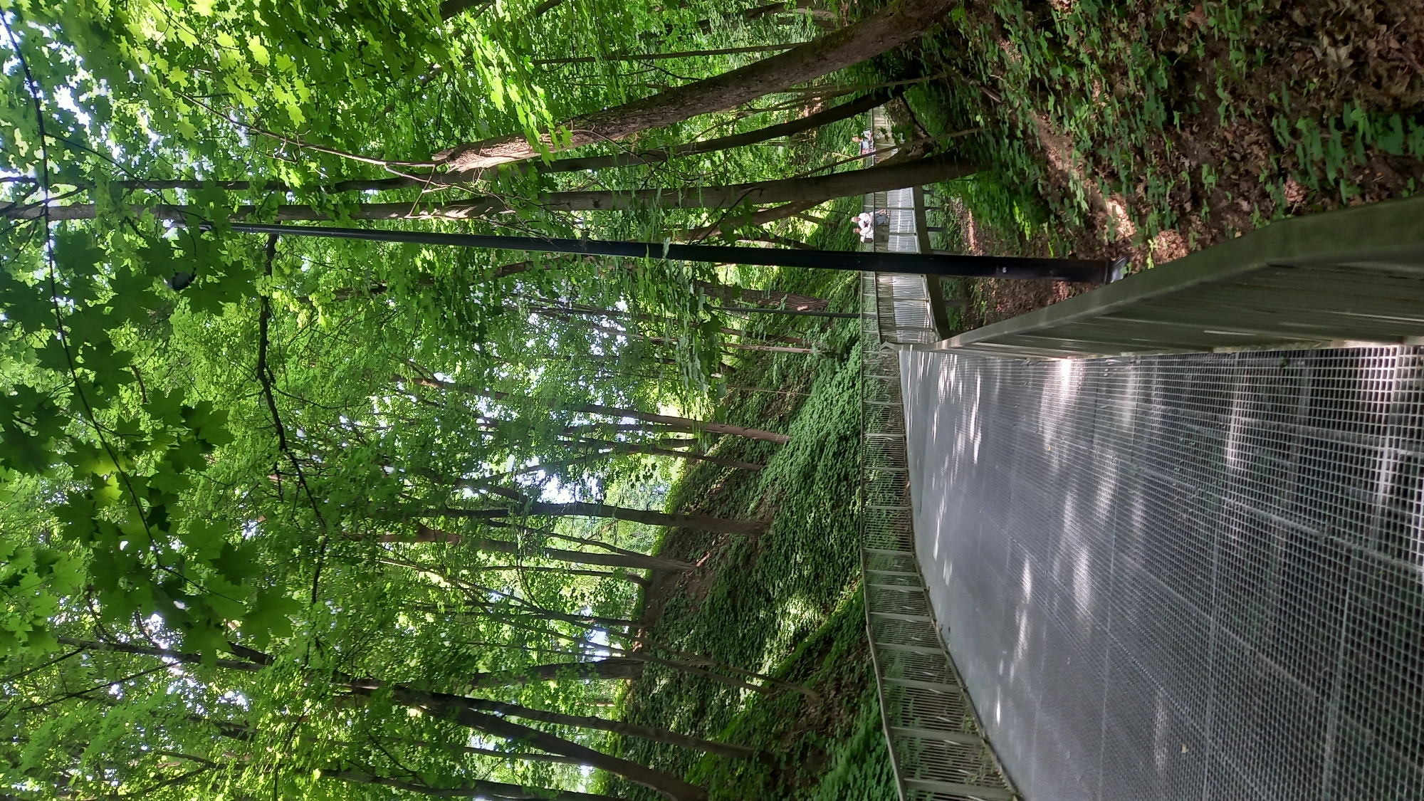 The image displays an elevated metal grate walkway winding through a dense, lush green forest, characteristic of a natural park setting in Zvenigorod, Russia. The walkway, with its grid-patterned surface, is bordered by light-colored metal railings on both sides. To the left, a steep, heavily vegetated hillside rises, covered with trees and dense undergrowth. Sunlight filters through the overhead canopy of bright green deciduous leaves, creating dappled shadows on the walkway. Tall tree trunks line both sides of the path, forming a vibrant green tunnel. A dark, slender pole, likely a streetlamp or utility pole, stands vertically near the right side of the walkway in the mid-ground. Further along the curving path, in the middle distance, several small figures are visible on the walkway; two individuals appear to be standing together, and one or two more are faintly discernible further back, suggesting casual presence within the park. The overall scene conveys a serene, natural environment with modern infrastructure integrated for pedestrian access.