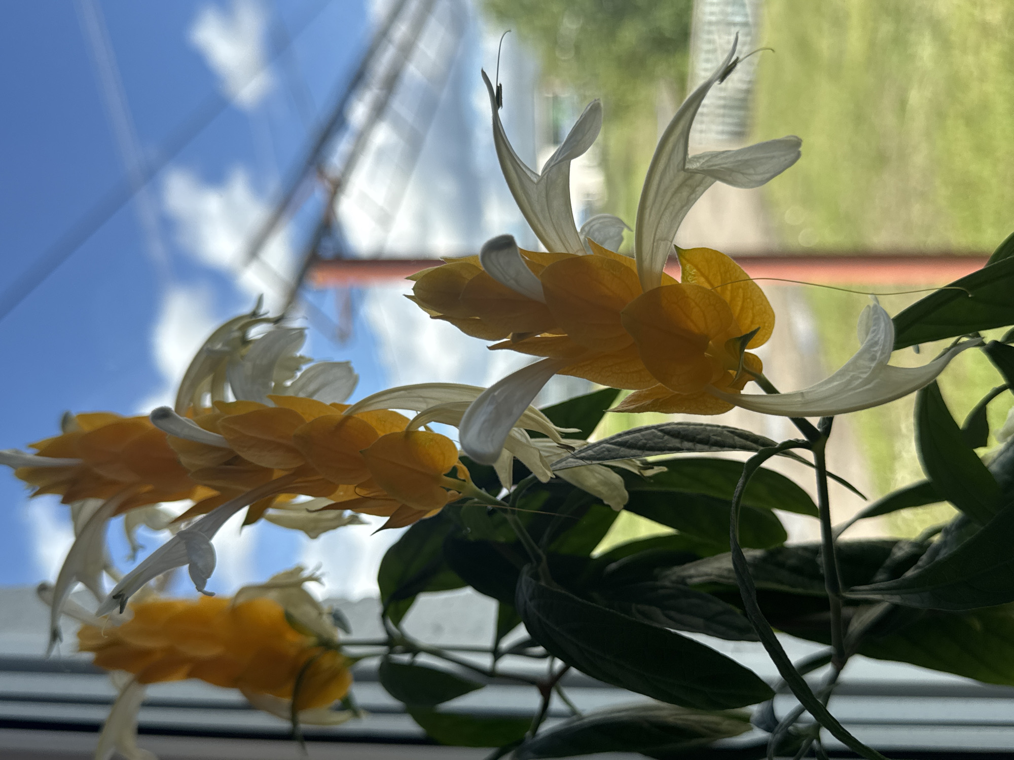 This media file features a close-up shot of a plant with bright yellow and white bracts, commonly known as Lollipop plant or Shrimp plant. The plant is positioned in front of a window, with a blurred background. Through the window, a blue sky with fluffy white clouds is visible, suggesting it is daytime, likely under fair weather conditions. Beyond the sky, faint greenery and some indistinct structures hint at an outdoor environment. The plant's leaves are dark green and appear lush. The focus is on the intricate details of the flowers, with some parts sharp and others softly blurred, creating a shallow depth of field. The overall mood is serene and naturalistic. There is no visible text in the image.