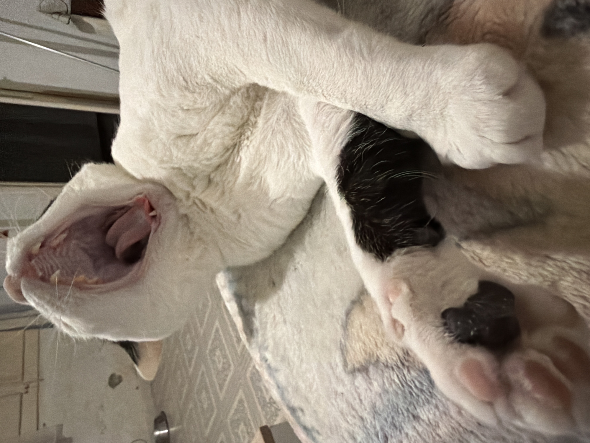 An image captures a bicolored cat, predominantly white with black patches, lying indoors on a light-colored, soft blanket. The cat is mid-yawn, its mouth wide open, revealing a pink tongue and a distinctly ridged palate. Its whiskers are visible, and its lower jaw shows a bit of yellow-tinted gum line.
The cat's front paws are visible; one is mostly white with prominent pink paw pads and a small black patch, while another leg has more black fur. The image is oriented vertically, but the background elements suggest a horizontal perspective with the cat lying on its side.
In the background, behind the cat's head, there's a wall with horizontal white slats, possibly part of window blinds. Below the cat's body, the floor features a light-colored geometric pattern, likely tiles, resembling diamonds or rhombuses. A silver or metal pet bowl is partially visible on the floor near the cat's head. The indoor setting appears to be lit by artificial light. No specific time of day is discernible, and there is no visible text in the image. The scene takes place in Sant Martí Sarroca, Spain.