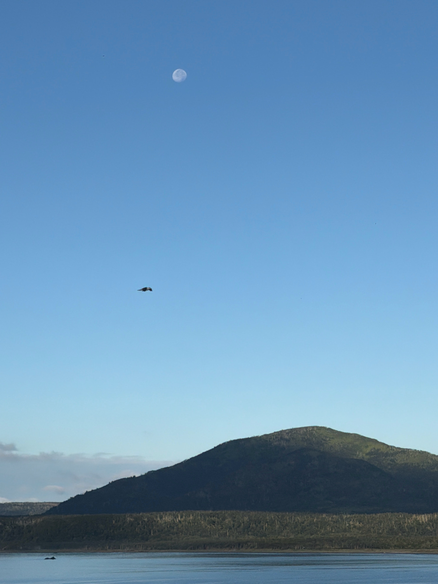 The image shows a clear blue sky with the moon visible in the upper portion. A bird is in flight in the middle of the frame. In the lower half of the image, a dark, forested mountain range stretches across the landscape, meeting a body of calm water in the foreground. The scene suggests a natural, undeveloped environment. The location is not identifiable as Yuzhno-Kurilsk, Russia, as no urban or specific landmarks are present.