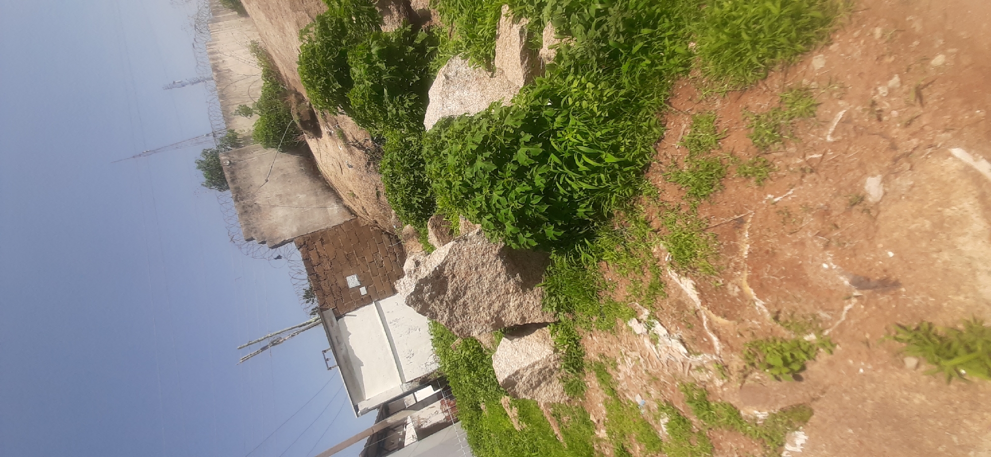 The image depicts a rocky, overgrown landscape with some man-made structures in the background. The foreground is dominated by large, rough-hewn rocks and patches of vibrant green vegetation, including bushes and grass. The ground appears to be a mix of reddish-brown soil and lighter-colored rocky surfaces.
In the mid-ground and background, several structures are visible. To the left, there is a white building with a partial view of a brown brick wall attached to it. Above these buildings, a concrete wall topped with barbed wire stretches across the frame. In the sky, two tall antenna-like structures are visible, suggesting a possibly remote or industrial area. The sky itself is a clear, pale blue, indicating daylight.
The overall scene suggests an outdoor environment on a clear day, likely in an area where urban development meets a more natural, rugged terrain. The presence of the concrete wall with barbed wire and the antenna structures might indicate a secured facility or a communication hub. The vegetation suggests a climate conducive to plant growth. The scene is devoid of any people or discernible actions, presenting a static view of the location. Without additional context or recognizable landmarks, pinpointing the exact location within Jos, Nigeria, is not possible from the visual information alone.